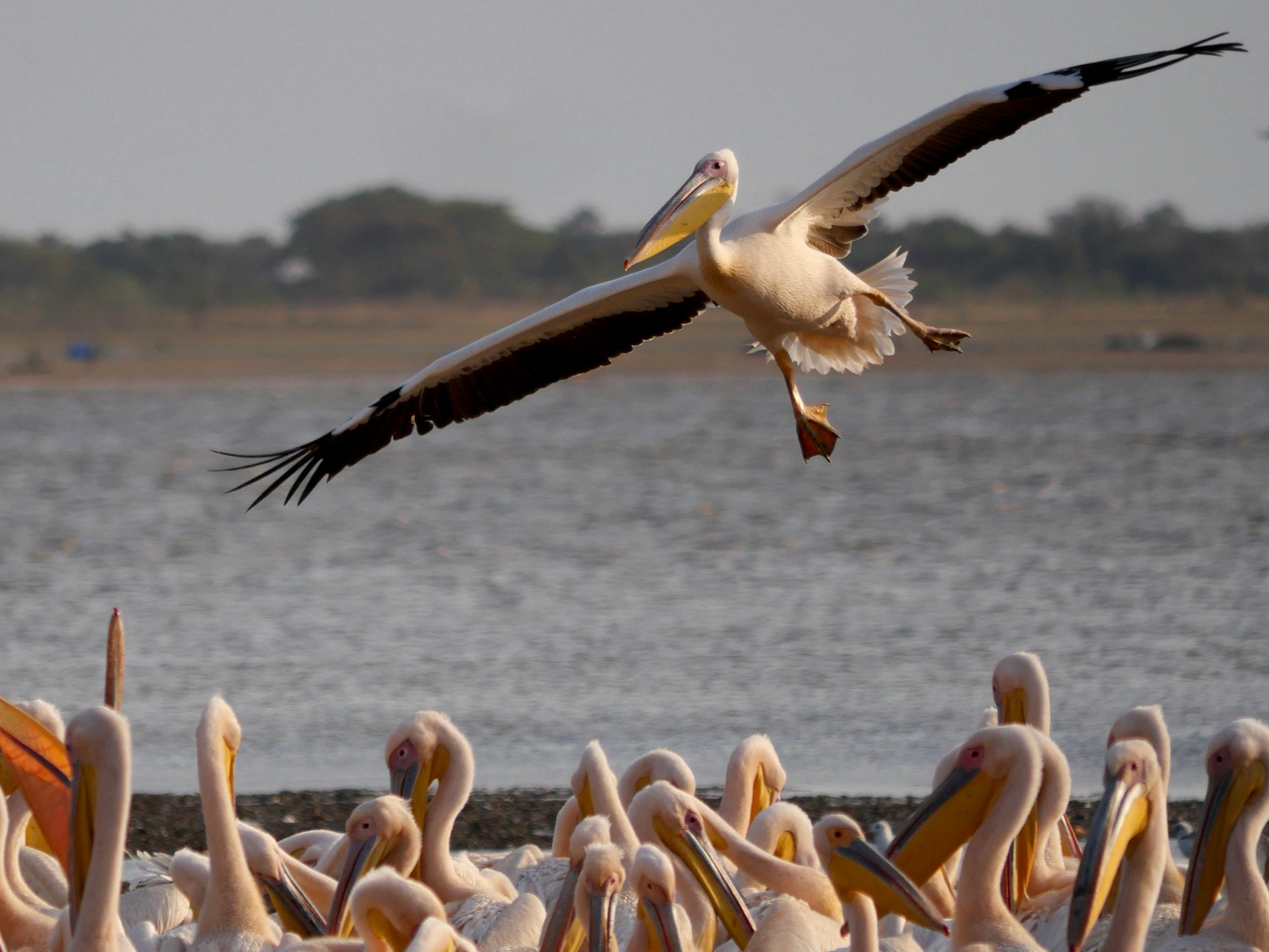 Birding Safari Kenya