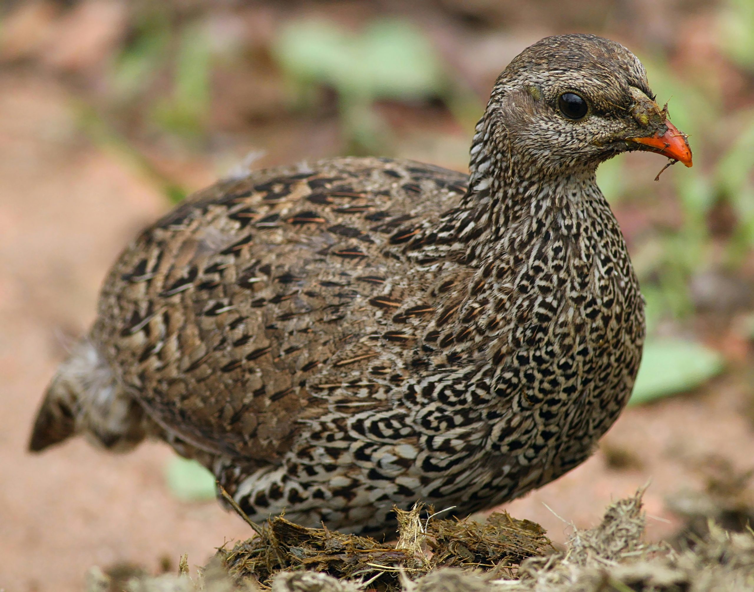 Clappertons Francolin Kidepo Birding