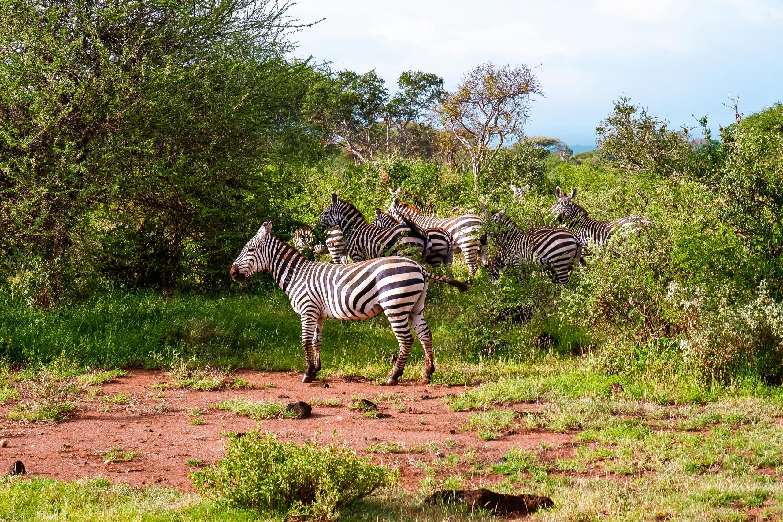 Lake Mburo Day Trip