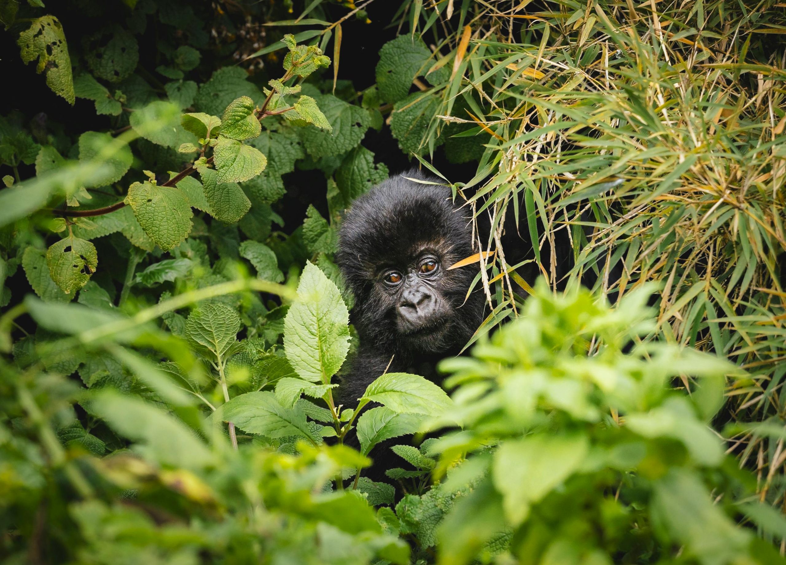2 Week Uganda Safari Gorillas Chimps and Wildlife