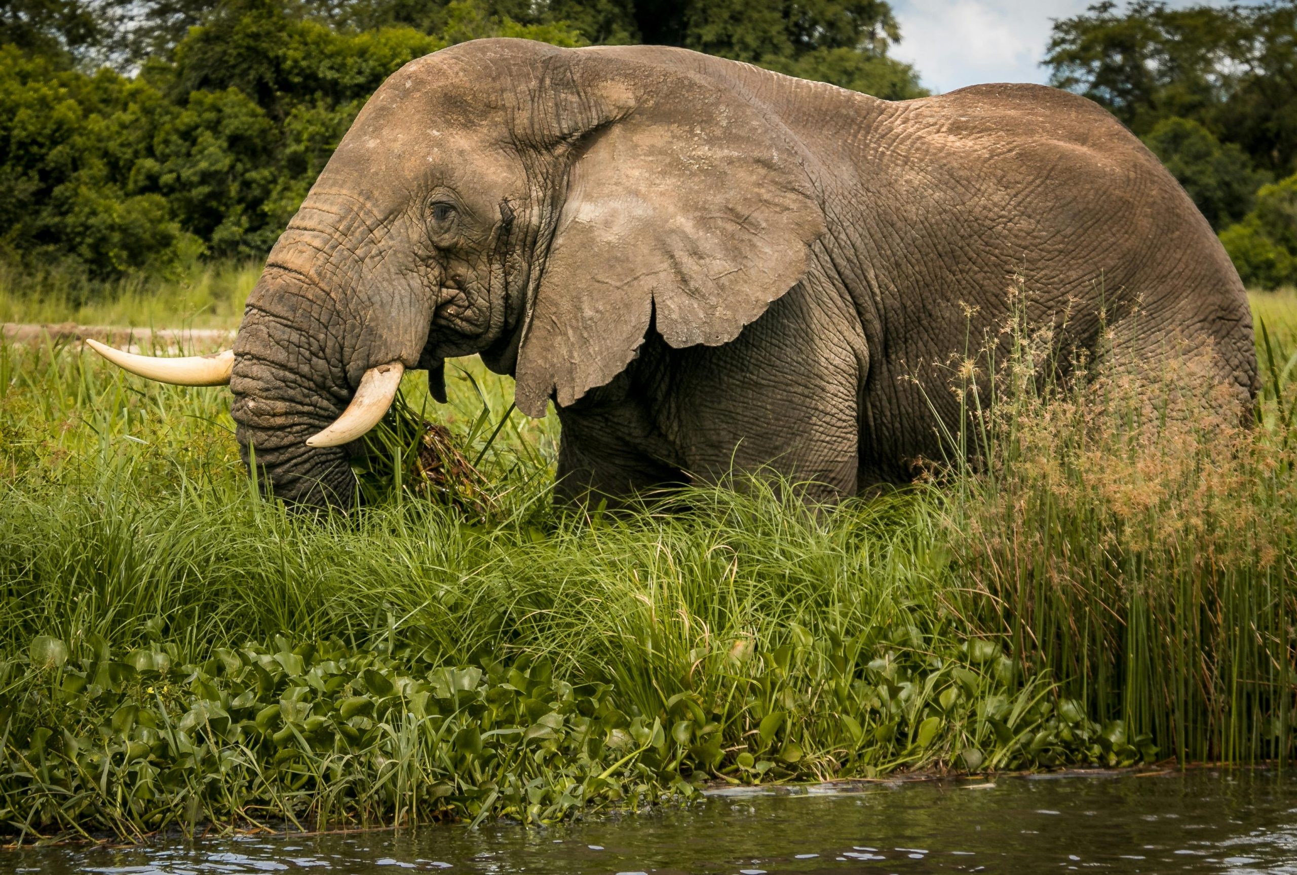 10 Day Gorilla Trekking and Wildlife Photography Safari