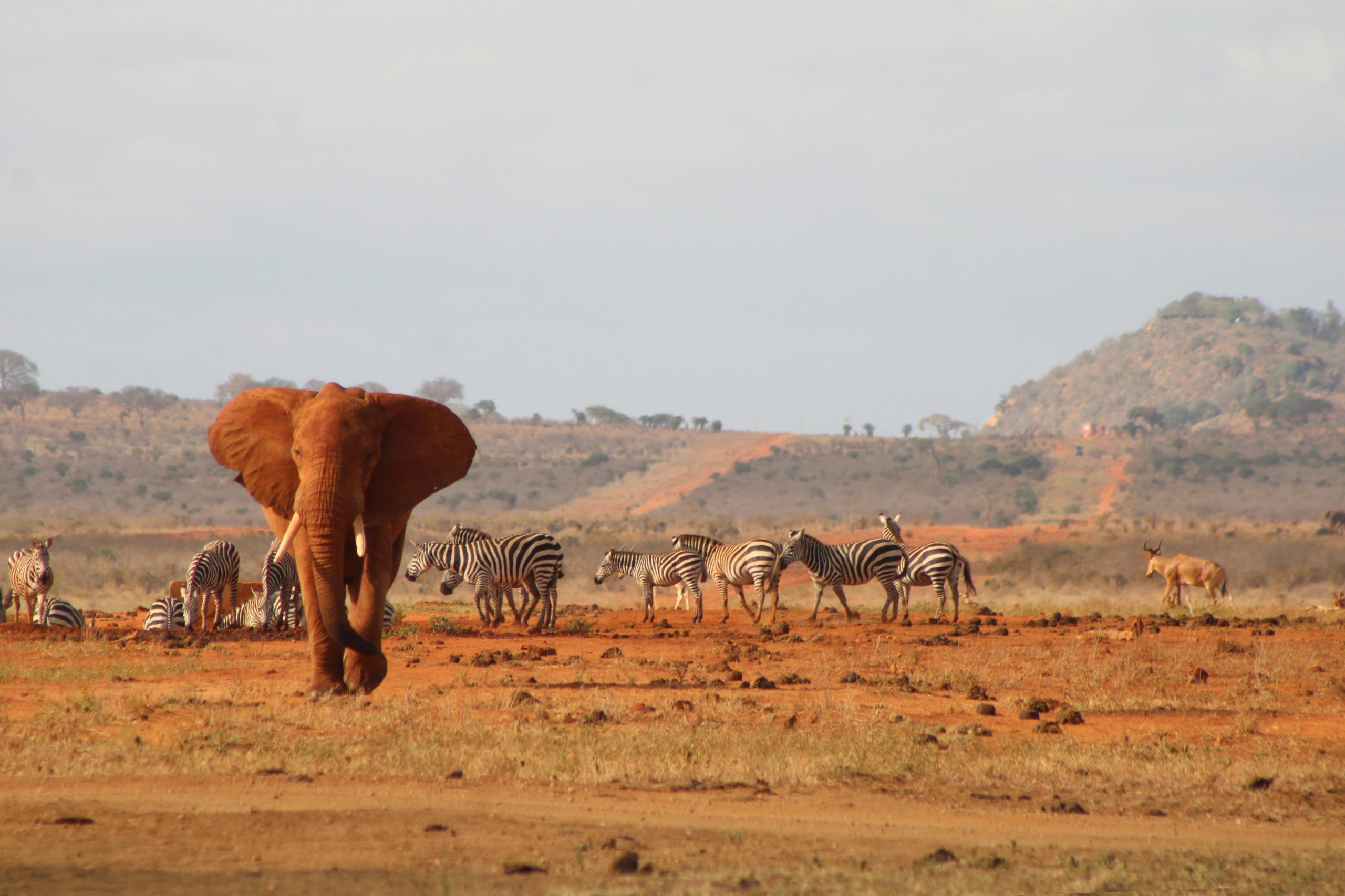 Wildlife in Kidepo National Park