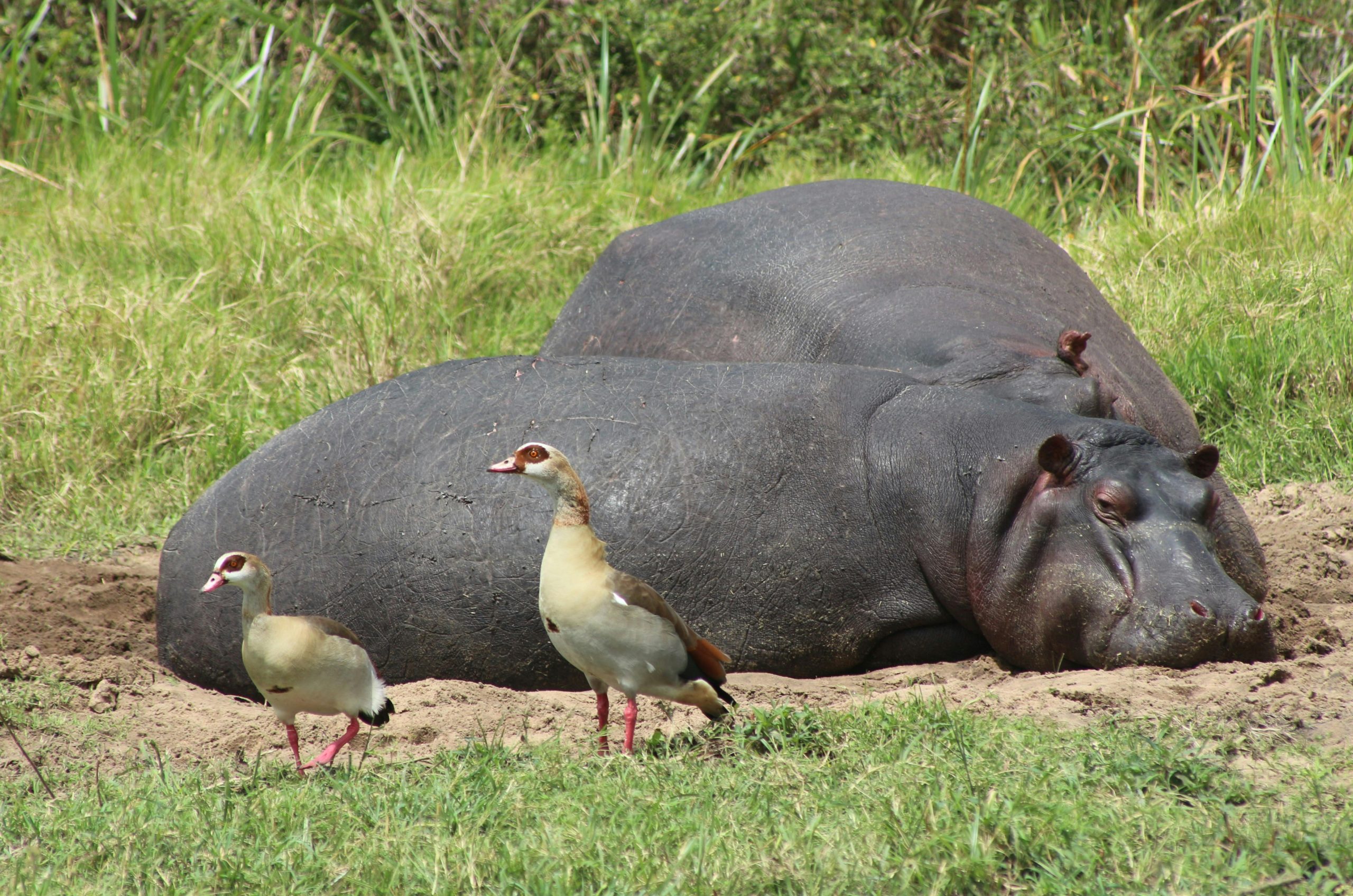 Lake Bogoria Nakuru Safari