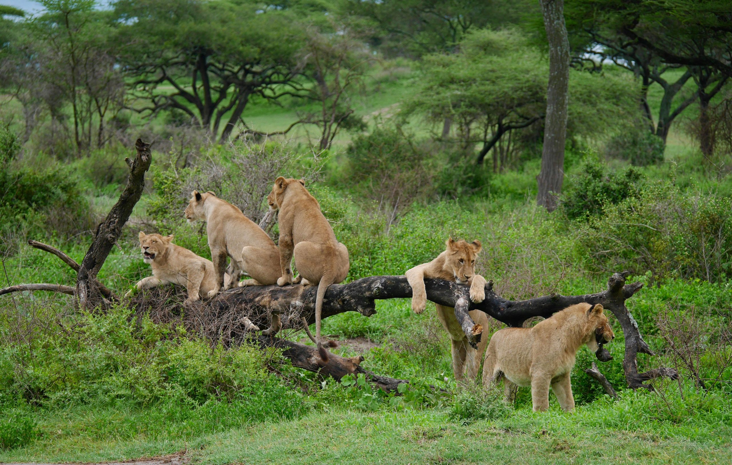 Maasai Mara Safari Packages