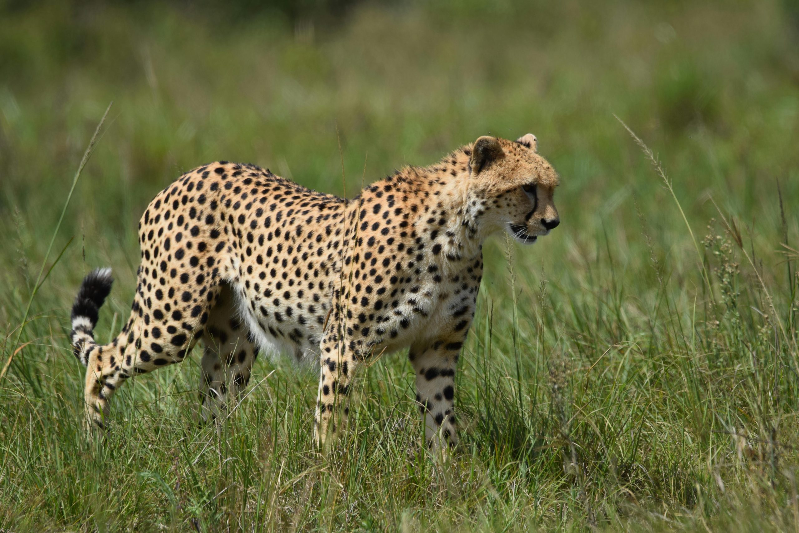 Cheetah Sightings Kidepo