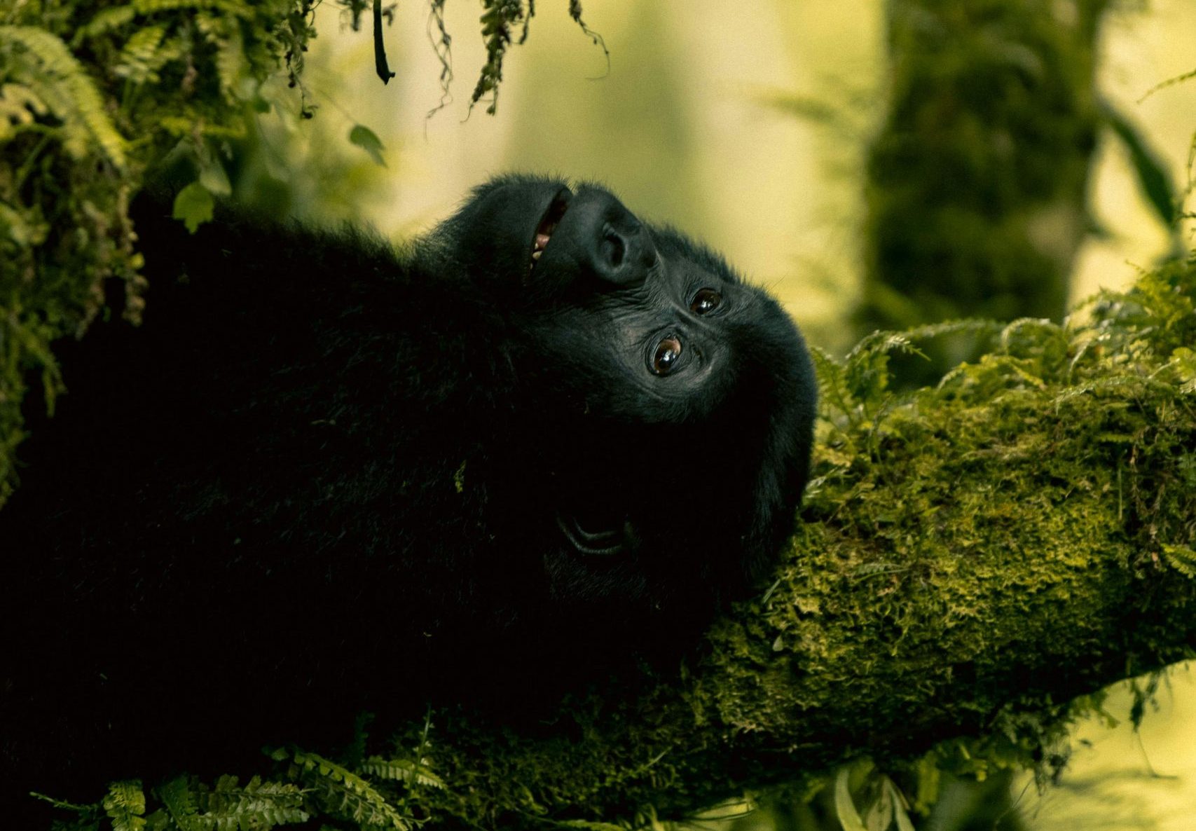 4 Days Gorilla Trekking Uganda
