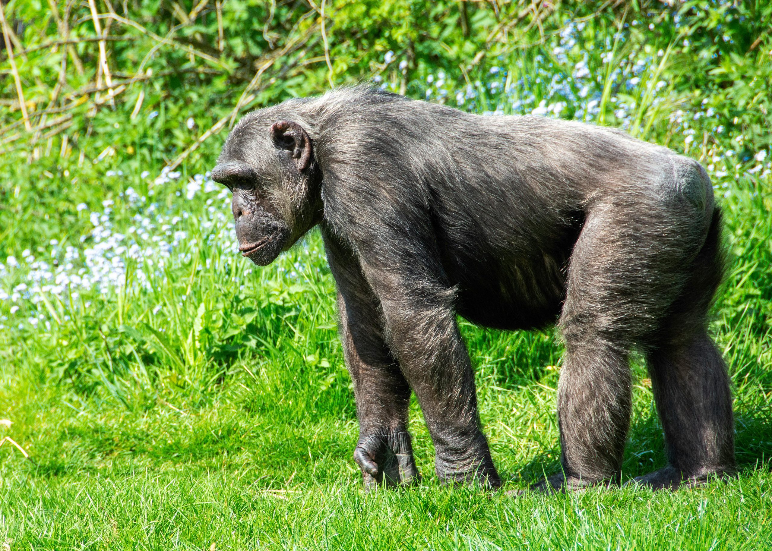 3 Days Chimpanzee Trekking Uganda