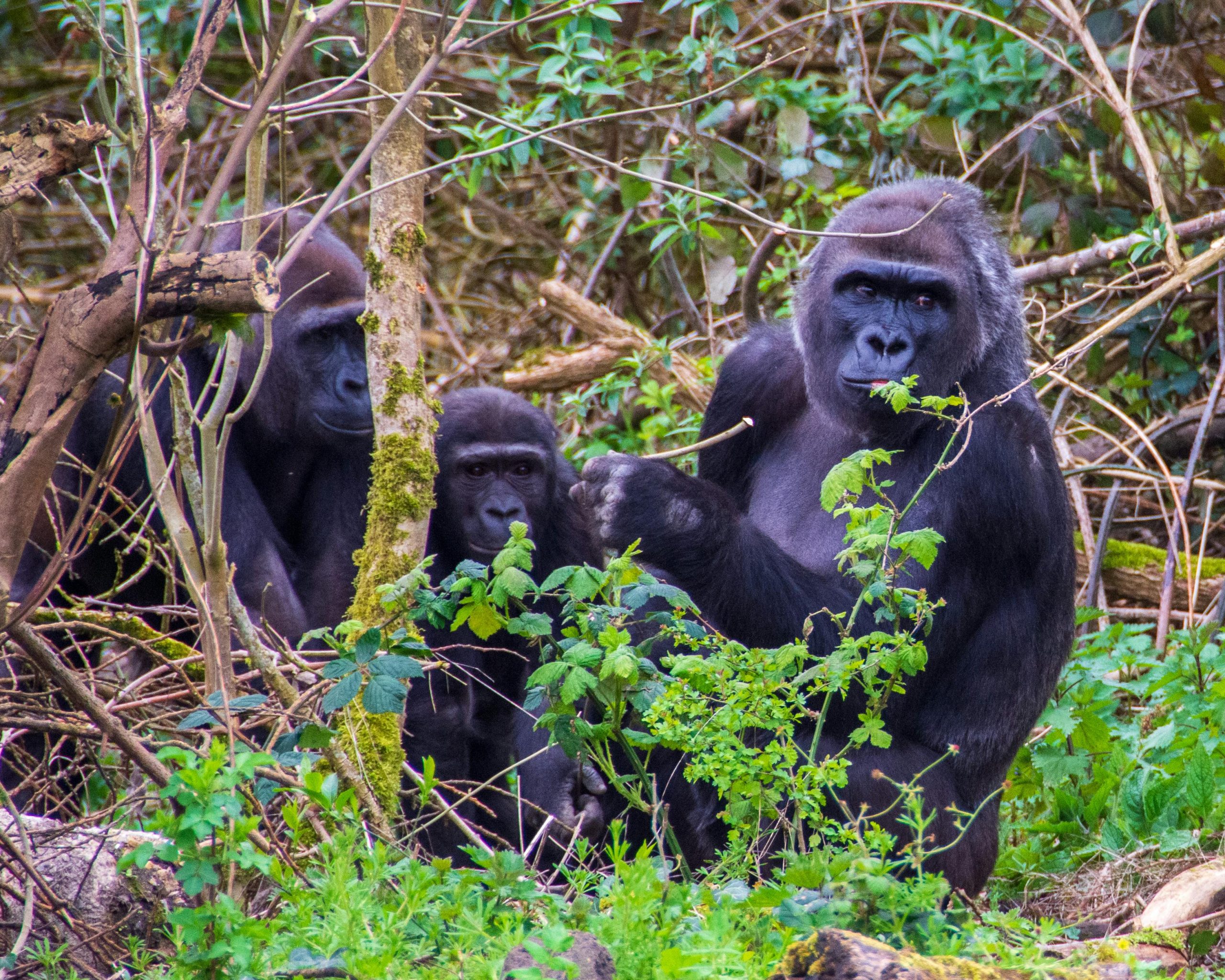3 Days Gorilla Trekking Uganda Safari Adventure