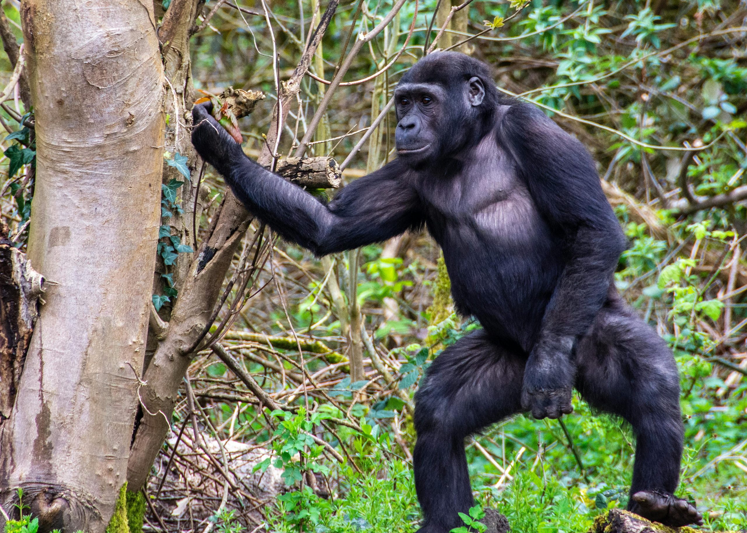 12 Day Uganda Primate Safari Gorillas Chimps Golden Monkeys