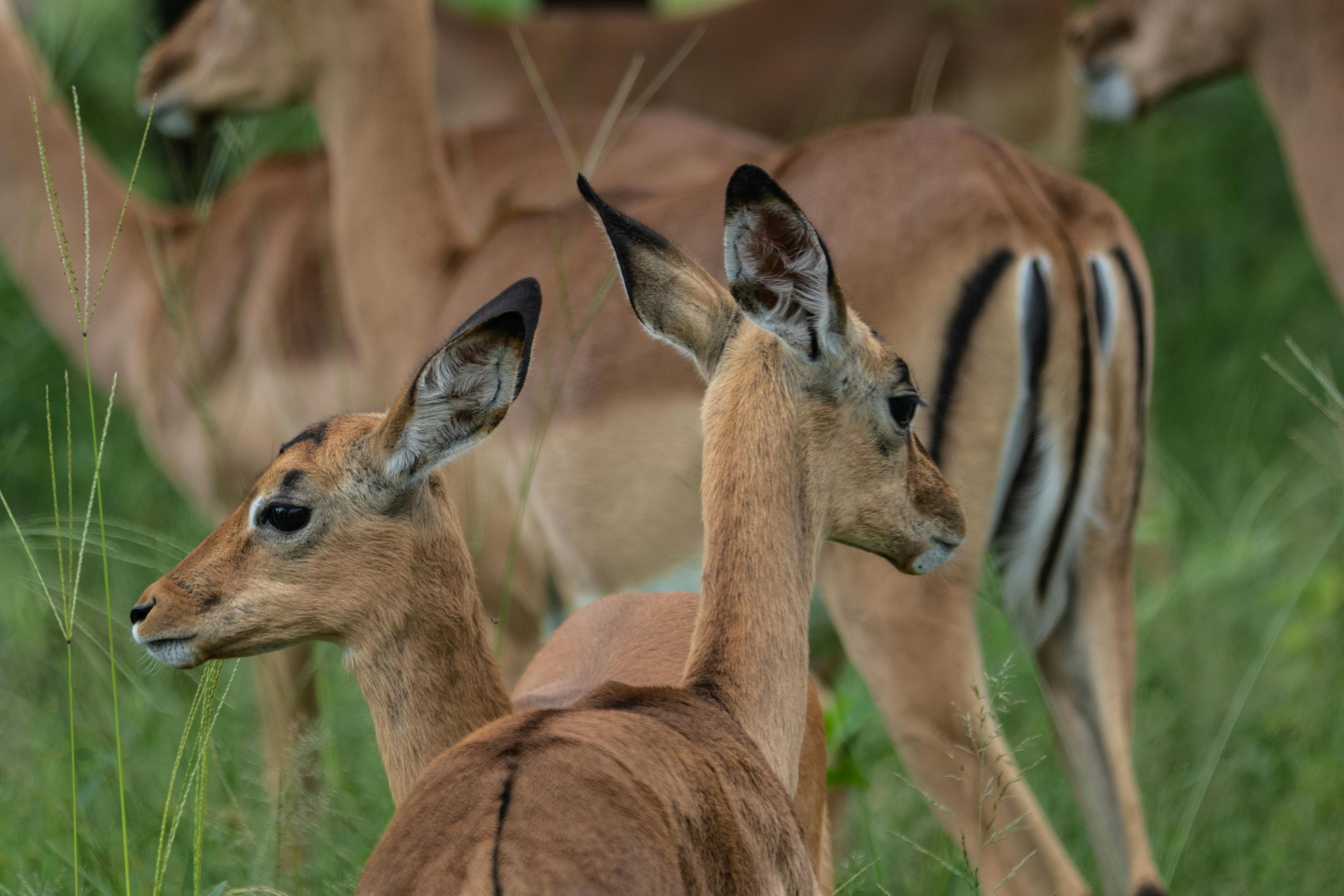 12 Days Uganda Safari