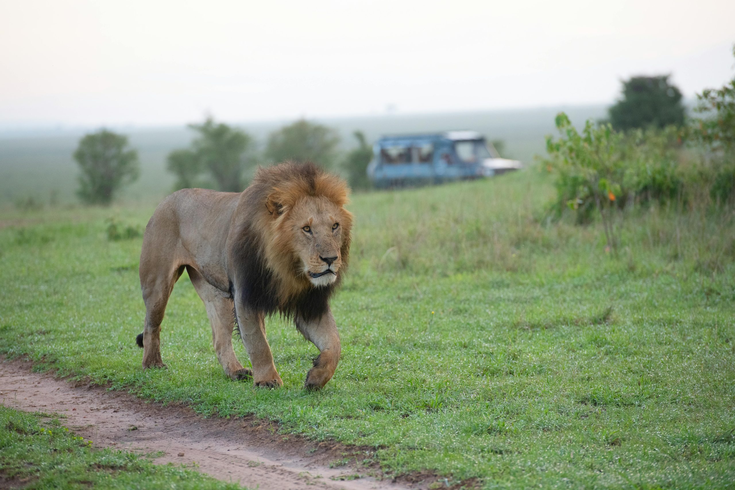 3 Days Queen Elizabeth Safari Tour