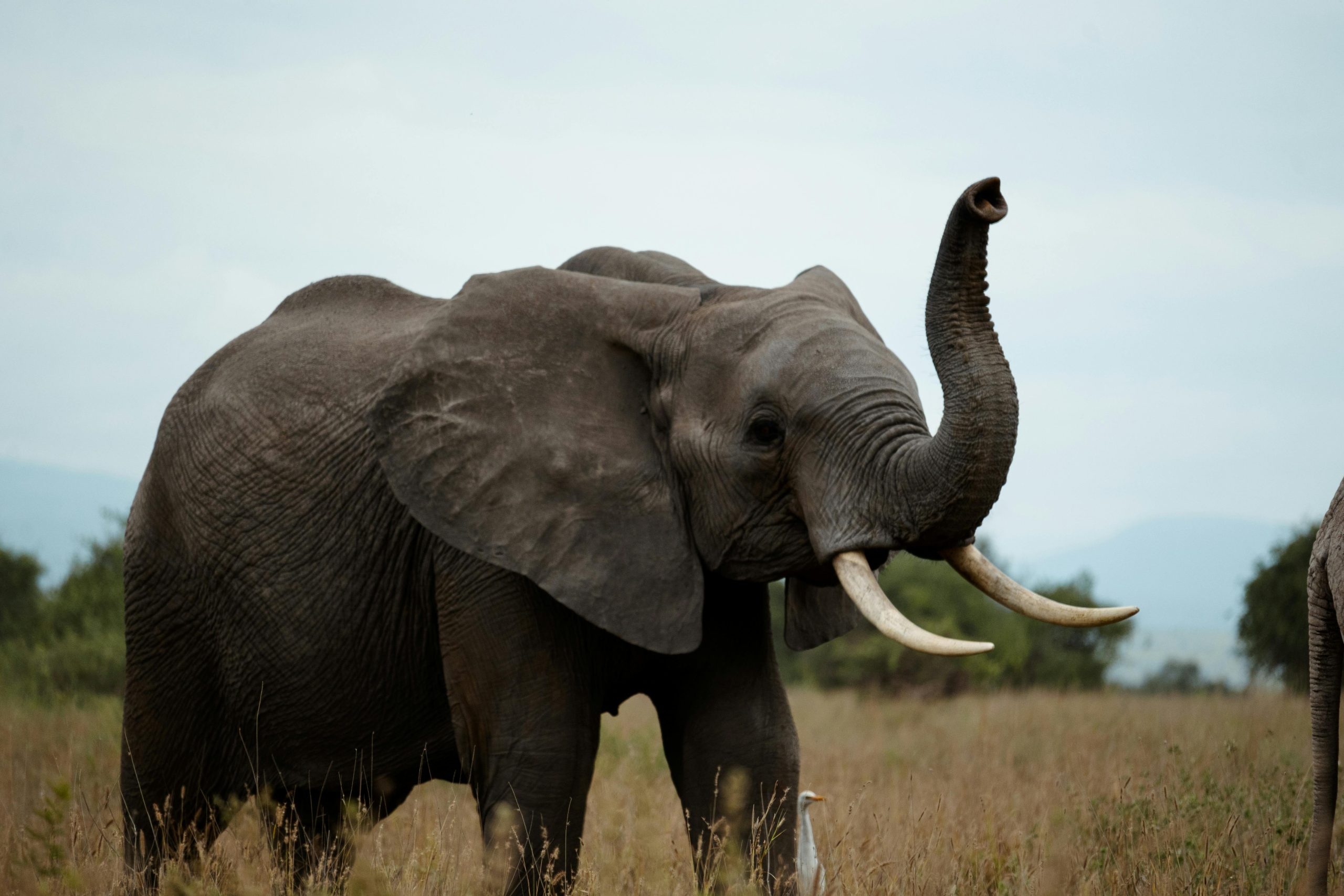 4 Days Cheap Safari Uganda