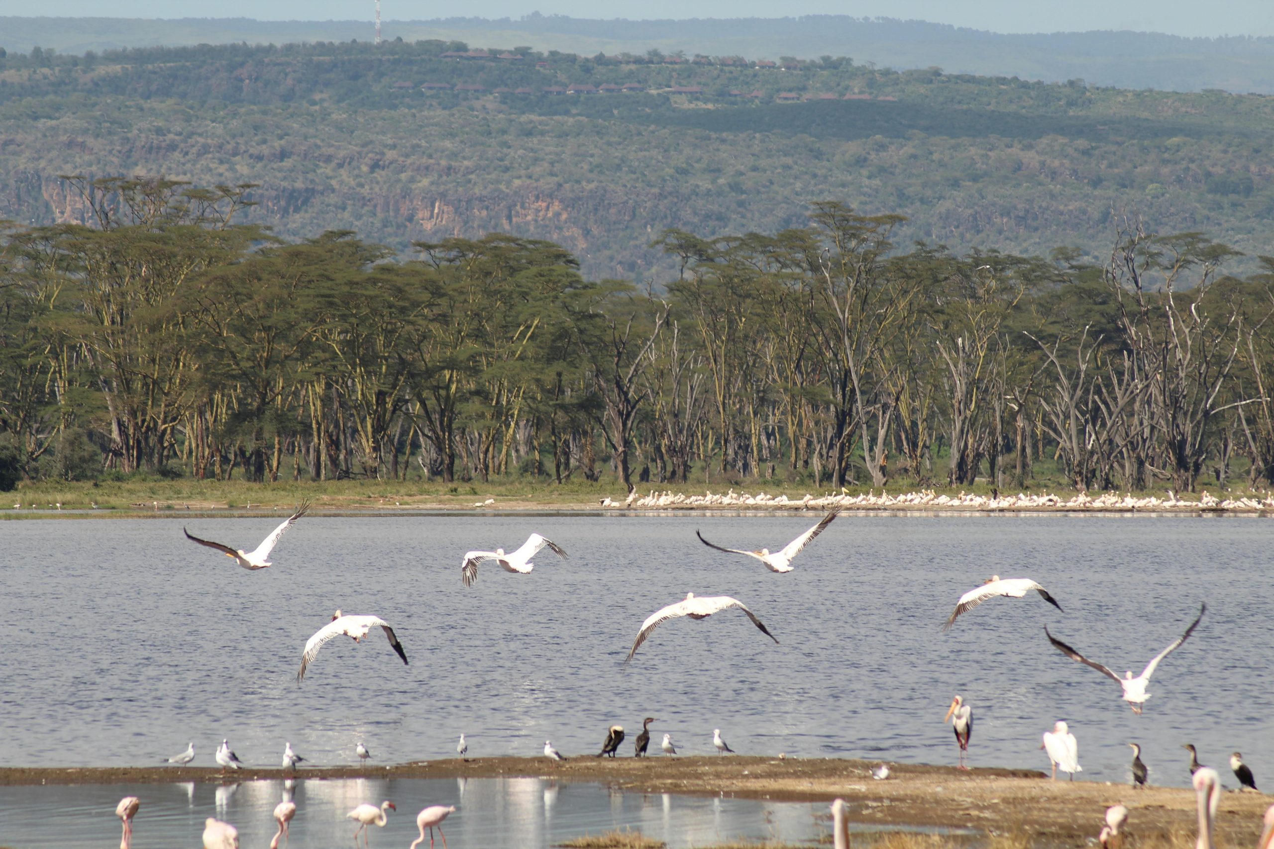 Lake Bogoria National Reserve