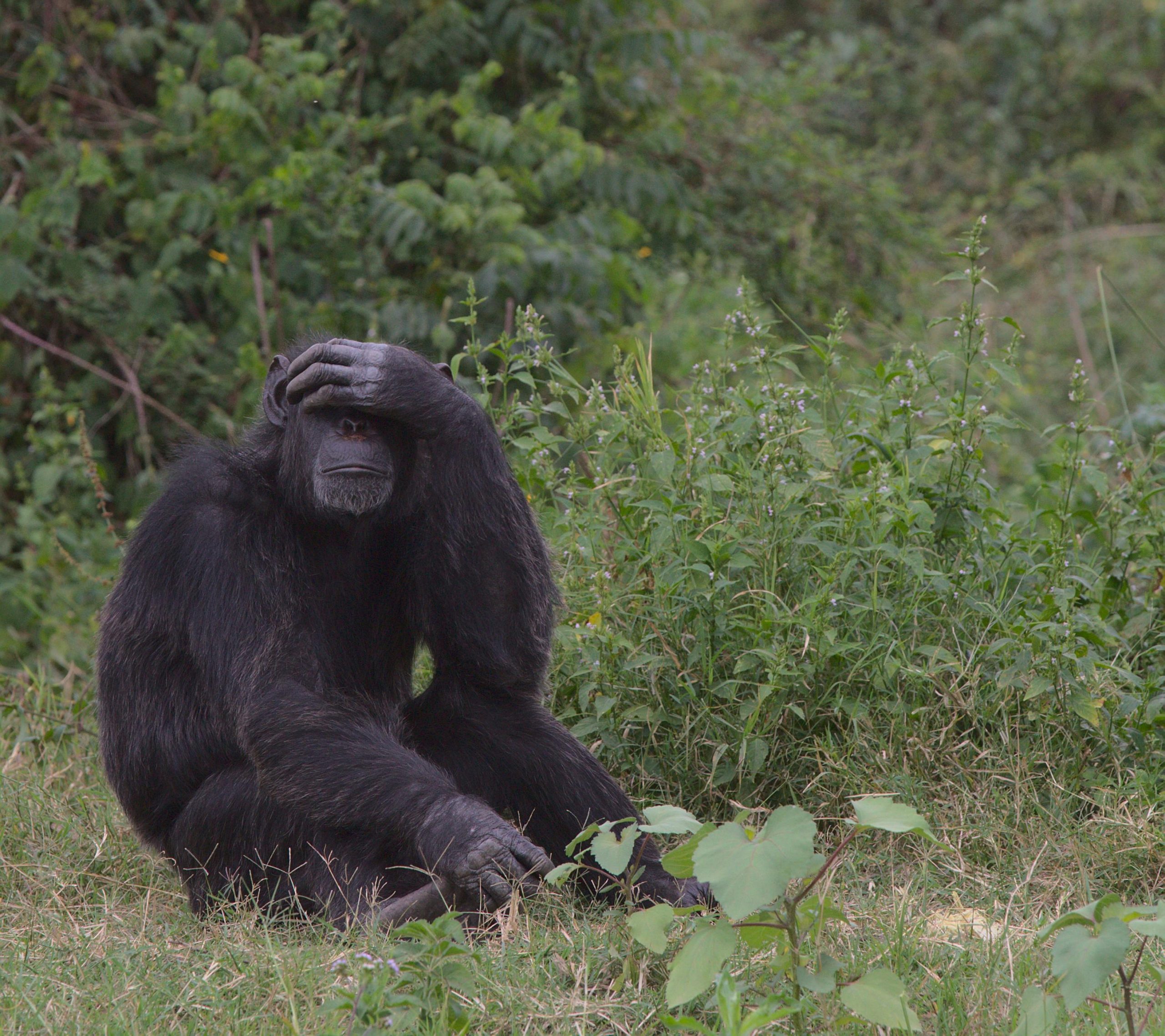 11 Day Uganda Safari Gorillas Chimps and Wildlife
