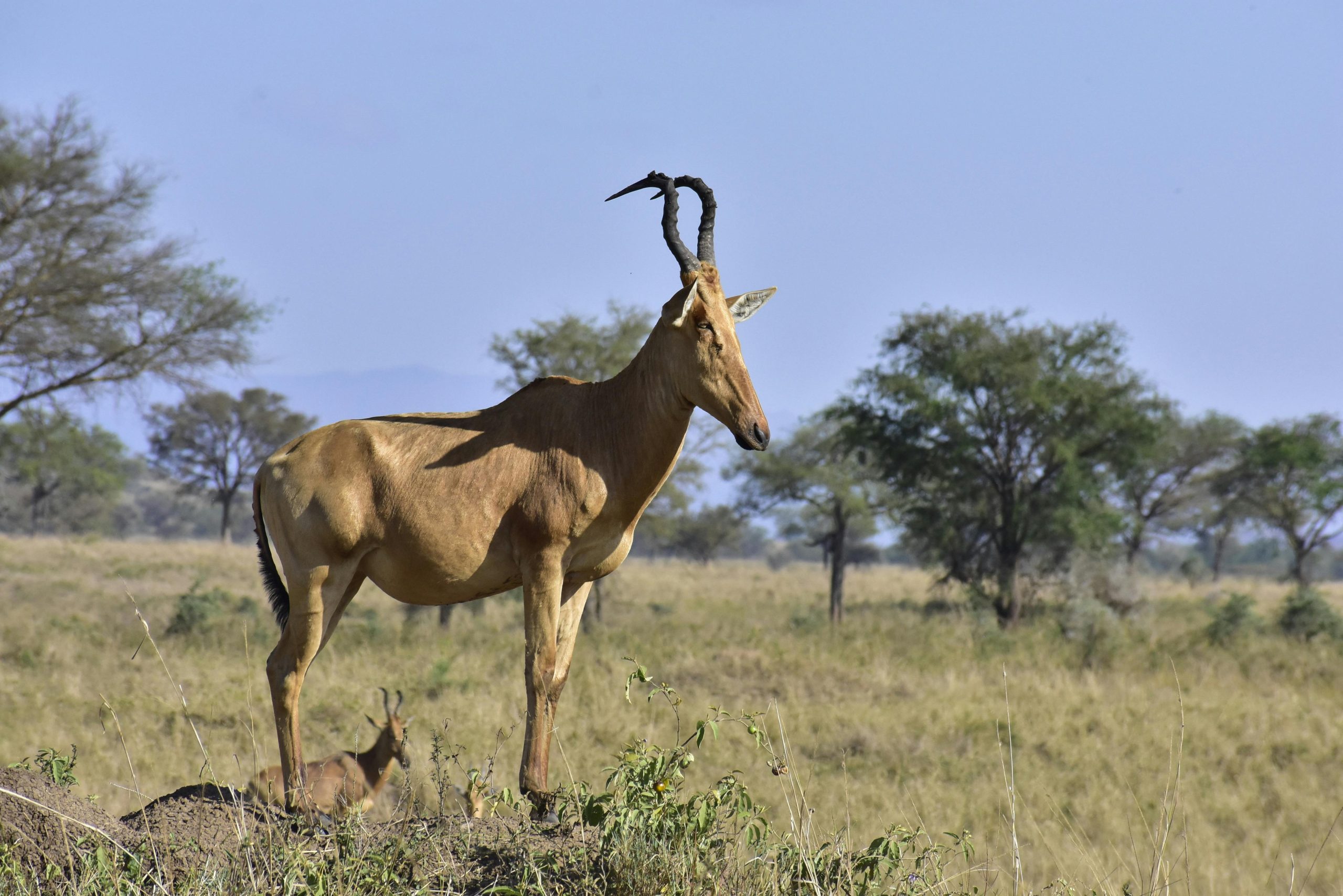 Jacksons Hartebeest Profile