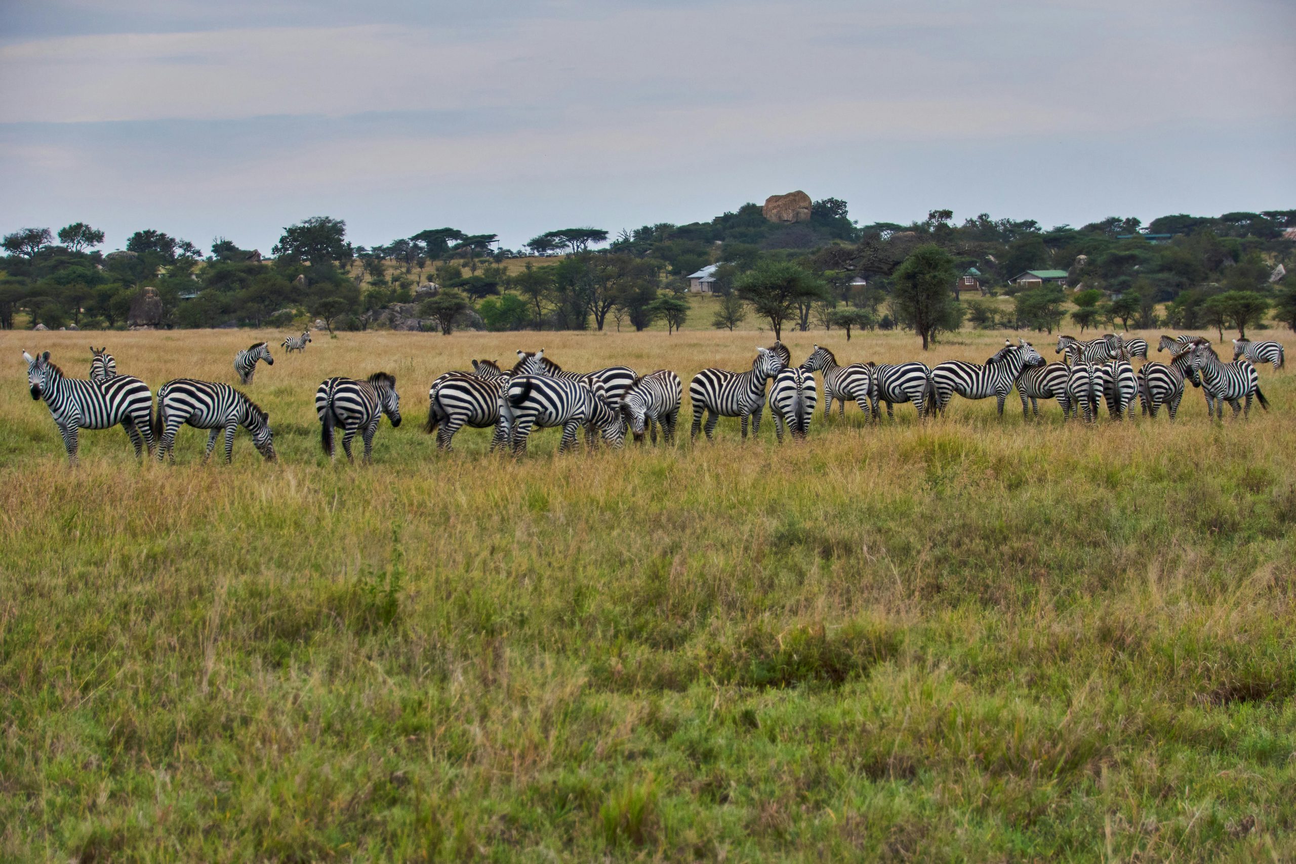 Serengeti Safari Packages