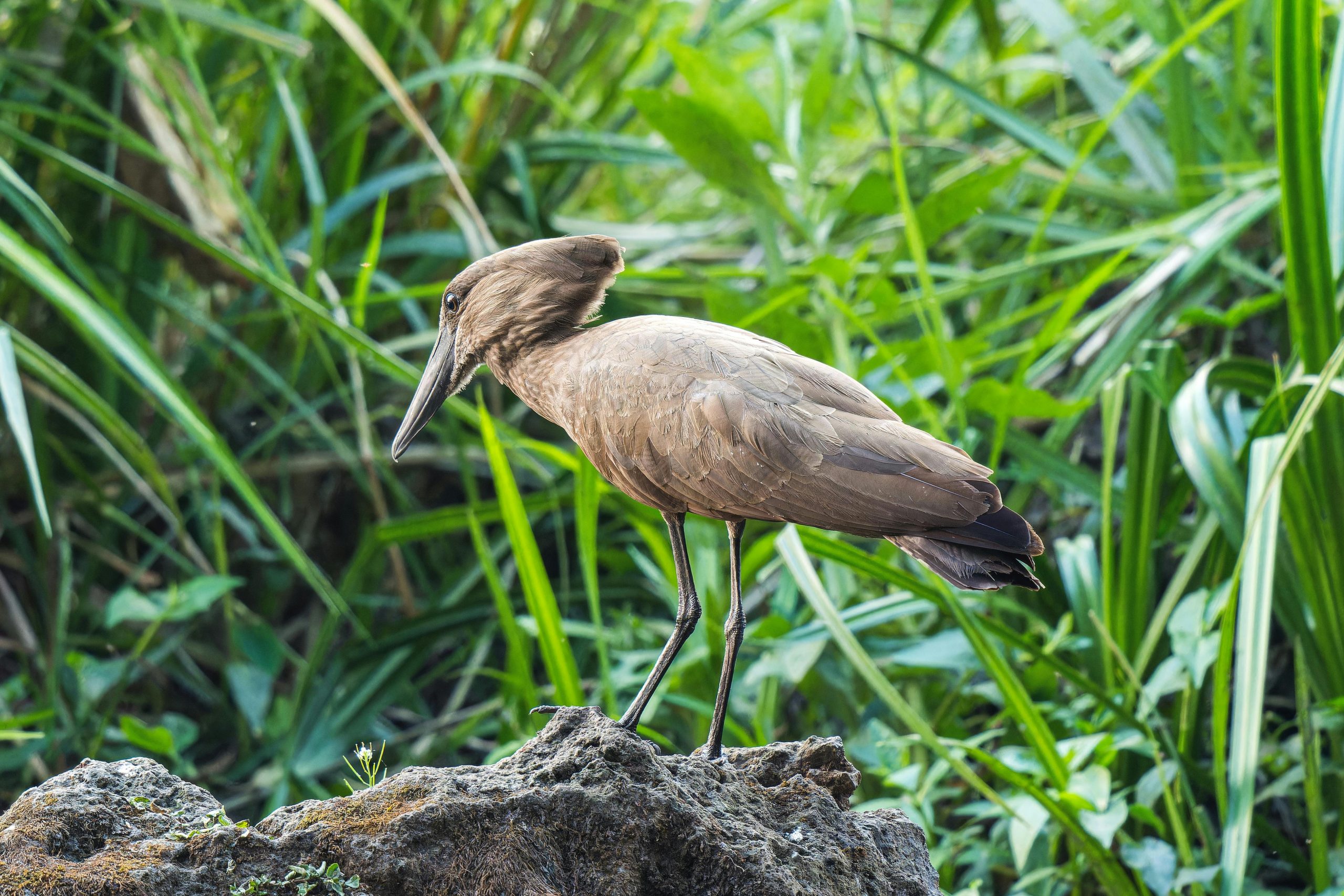 5 Days birding Bwindi Endemic Species Safari