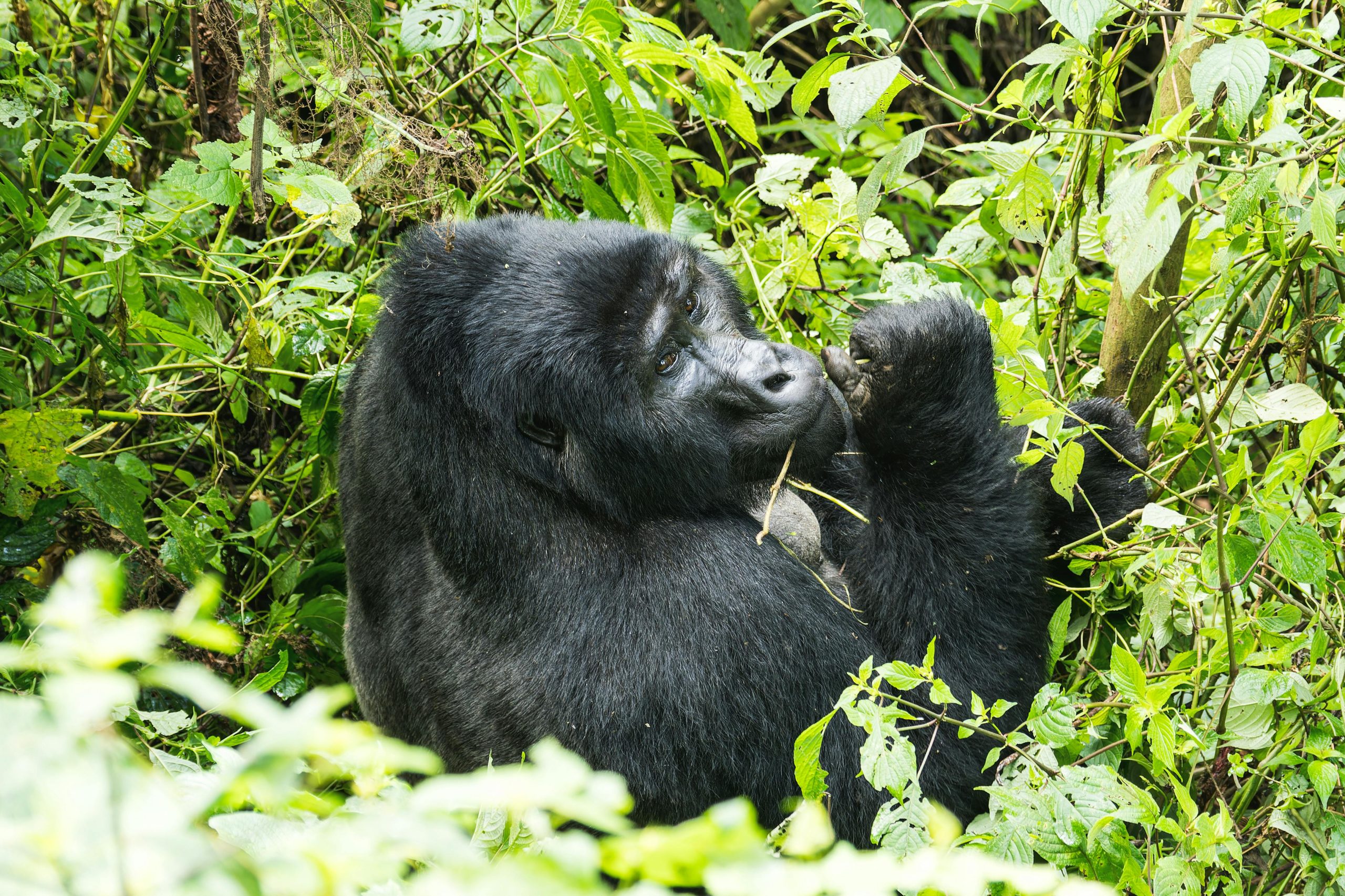 7 Days Gorilla Trekking and Wildlife Safari Uganda
