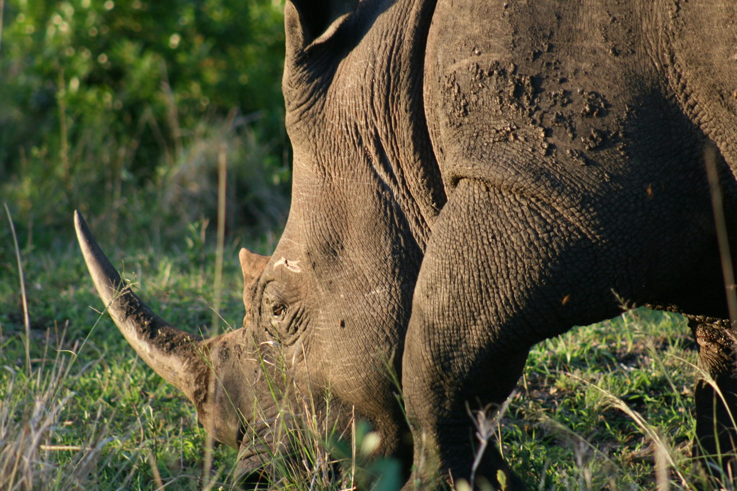 Ziwa Rhino Tracking