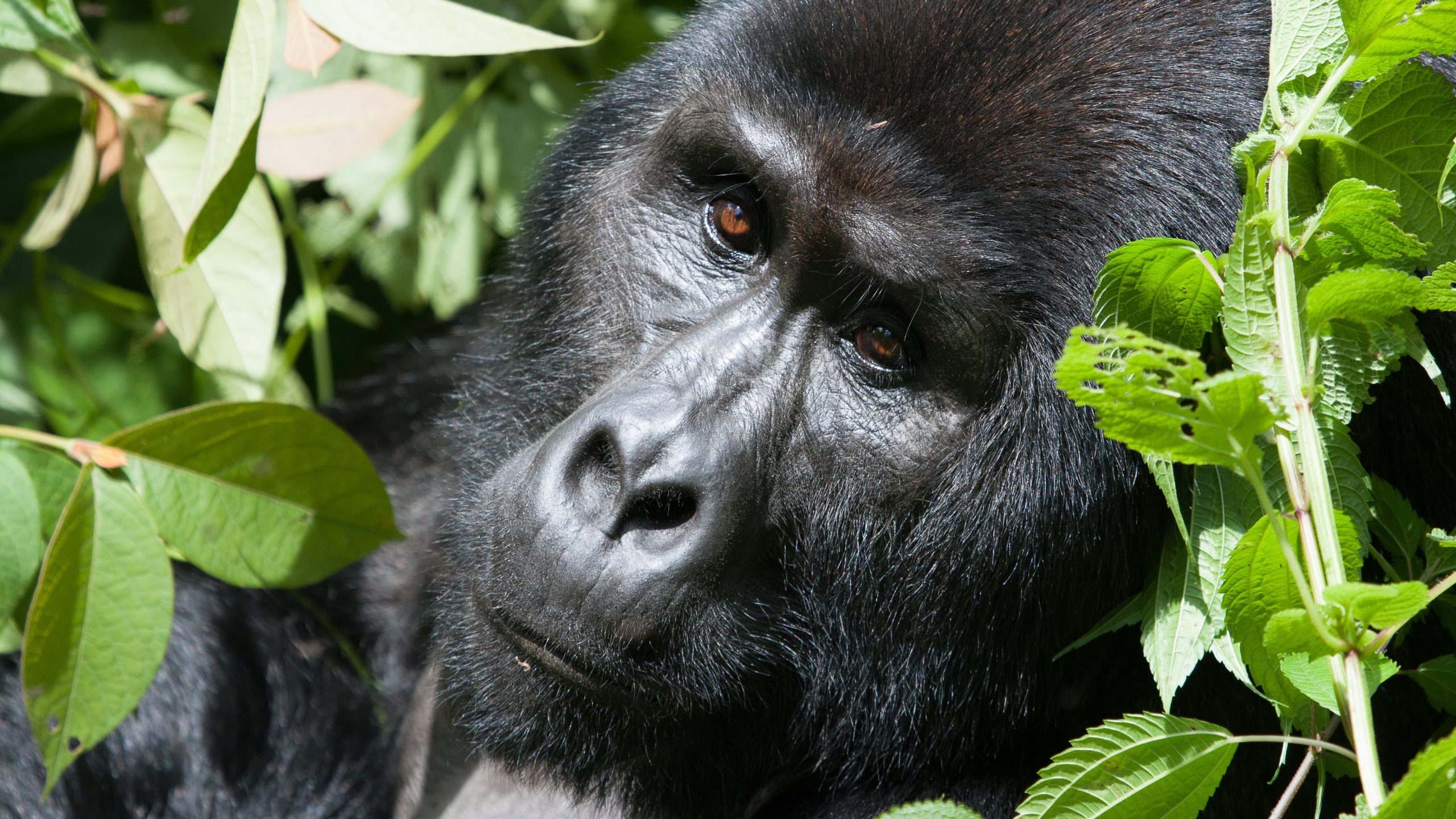 5 Days Budget Gorilla Trekking Uganda
