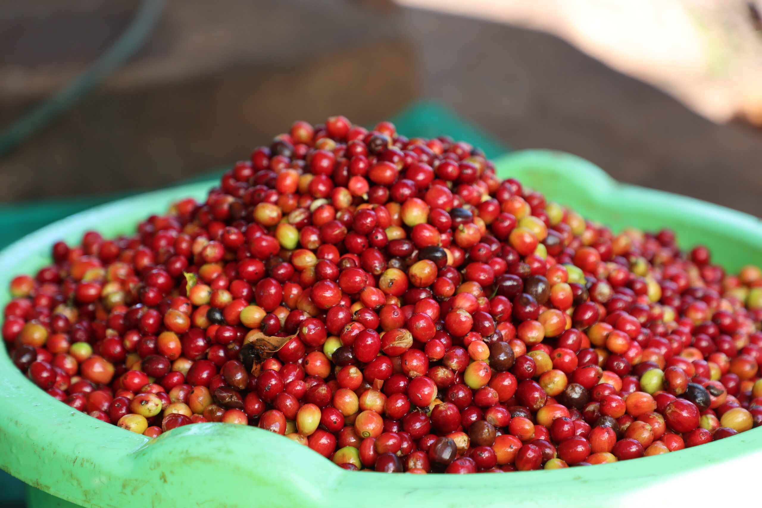 Coffee Tour Sipi Falls