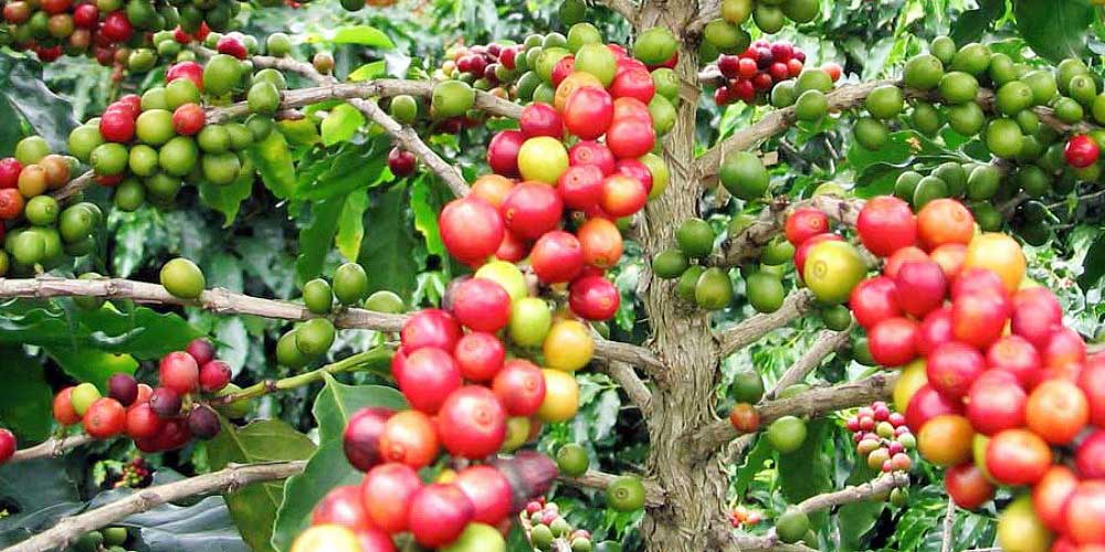 Robusta Coffee Uganda