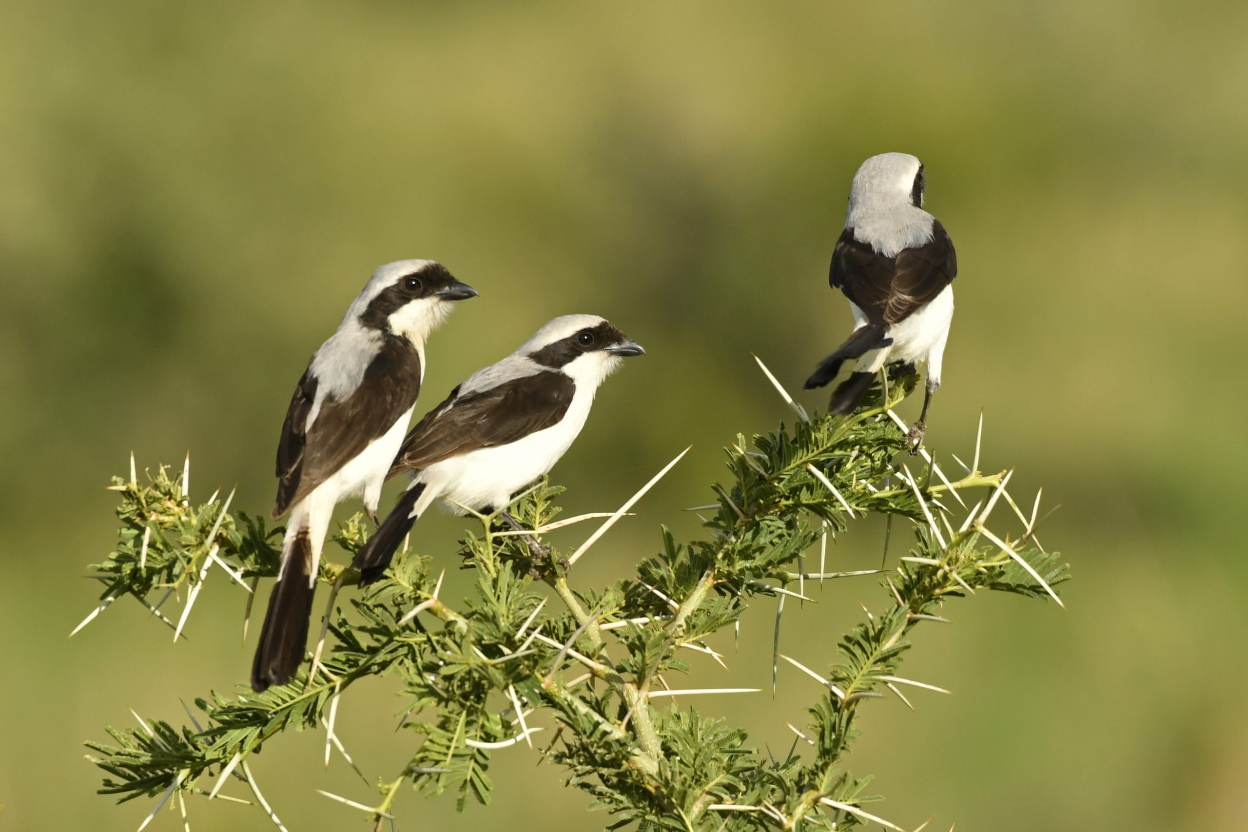 14 Days Birding Uganda Grand Tour