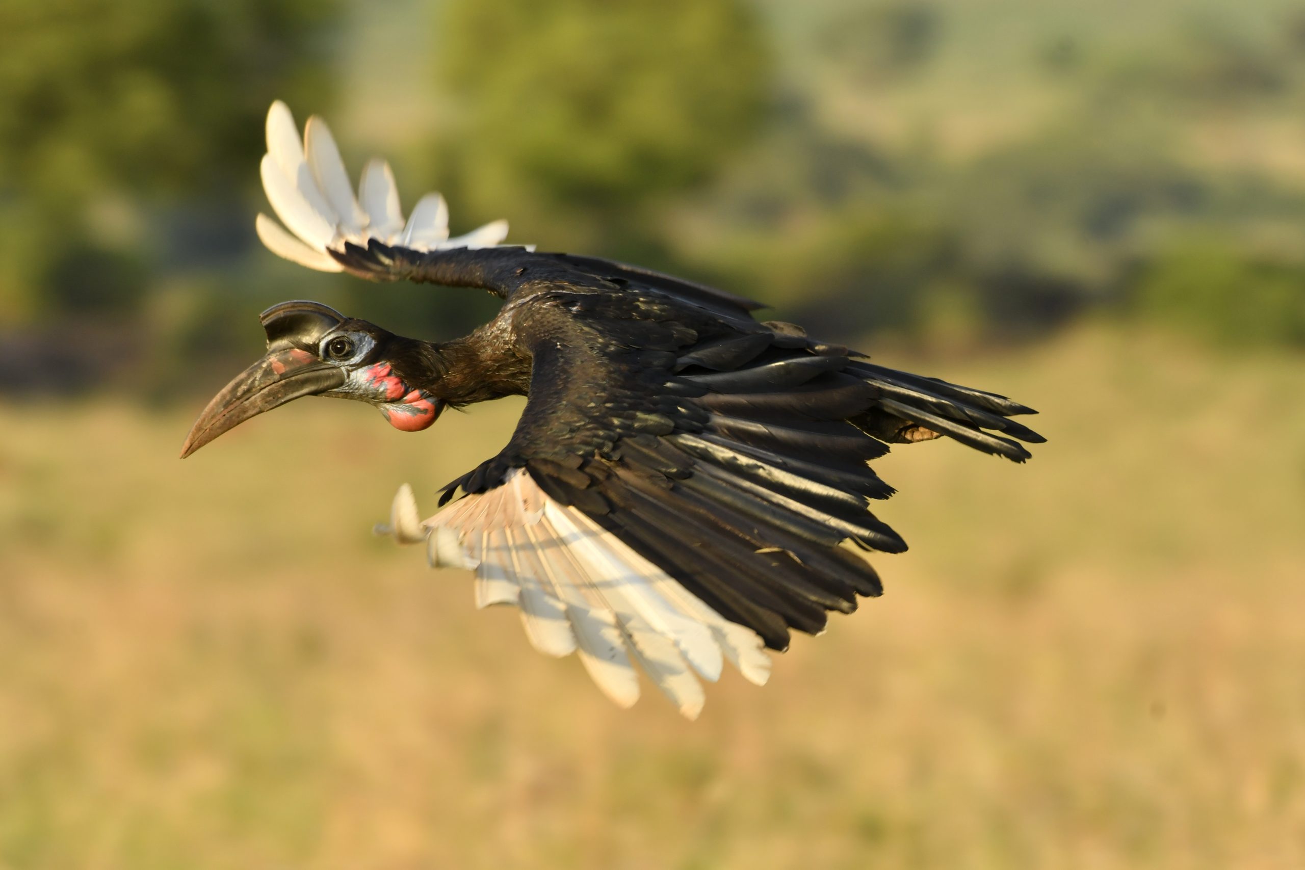 Uganda Birding Seasons