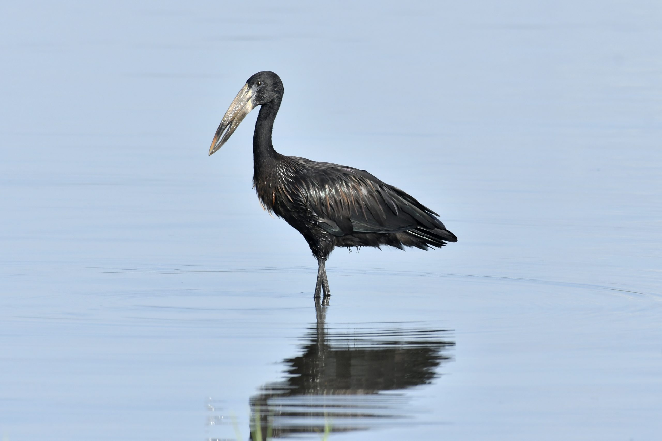 10 Days Birding Uganda Tour Package