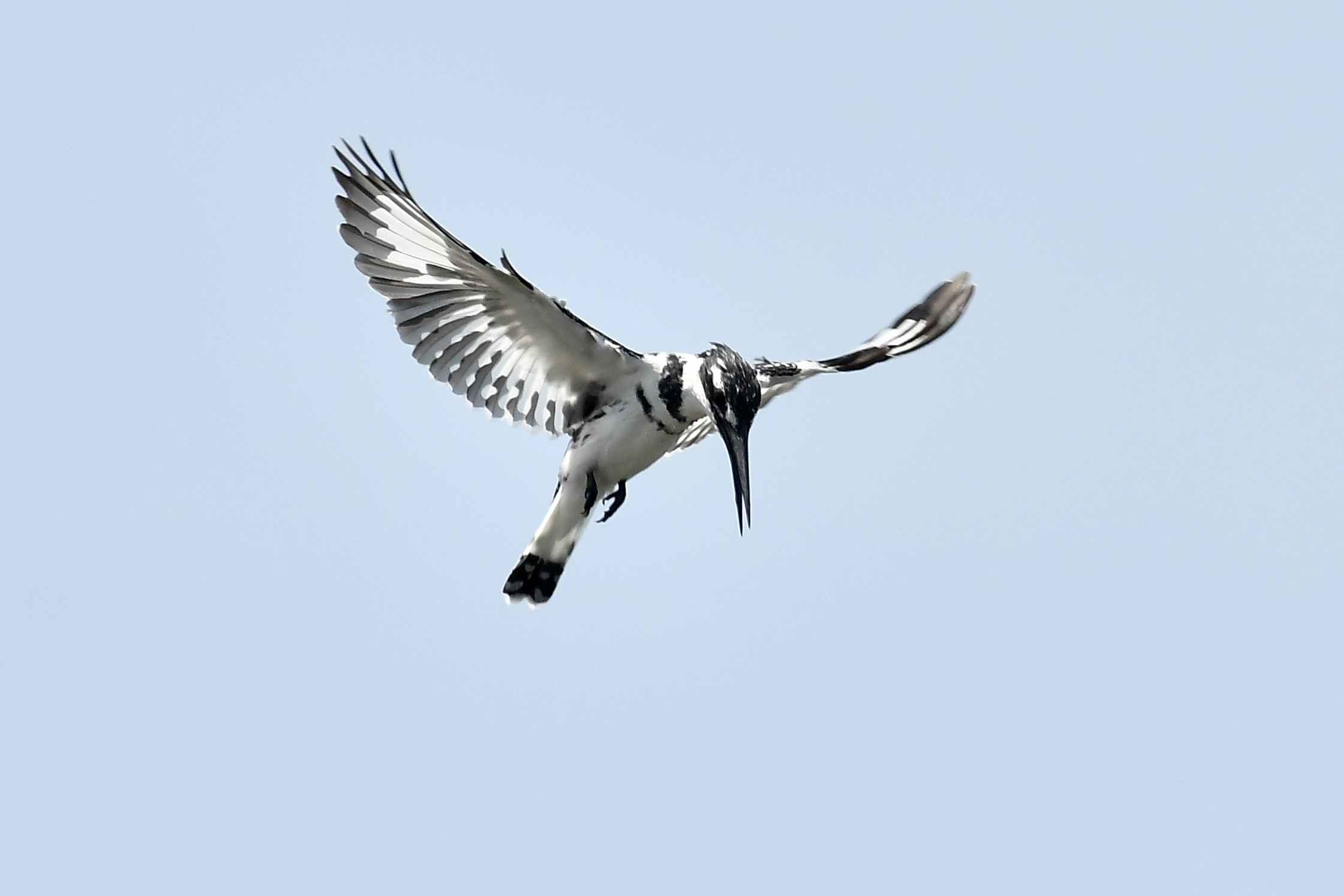 6 Days Birding Safari Uganda