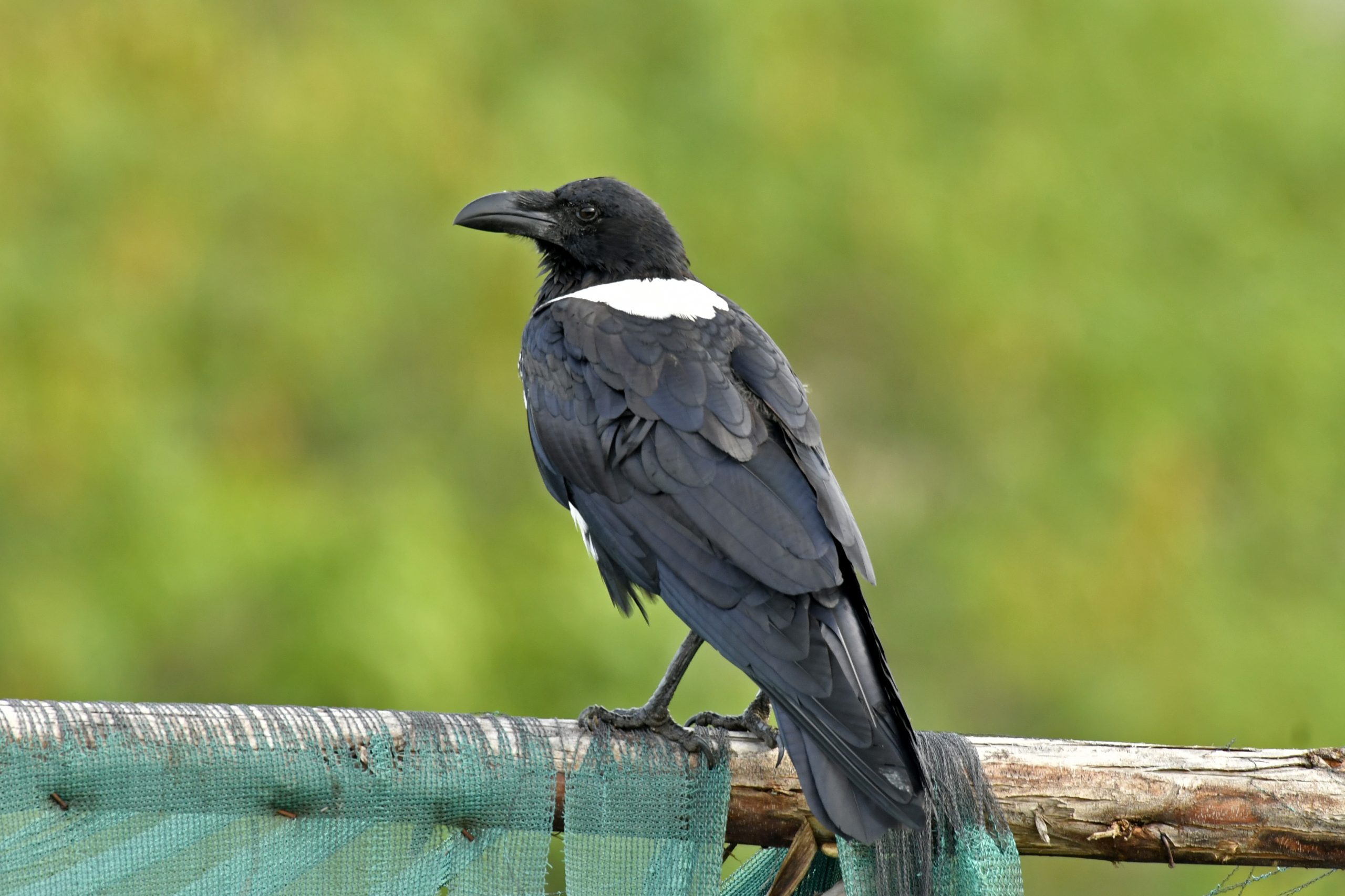 10 Days Bird Watching Uganda Safari