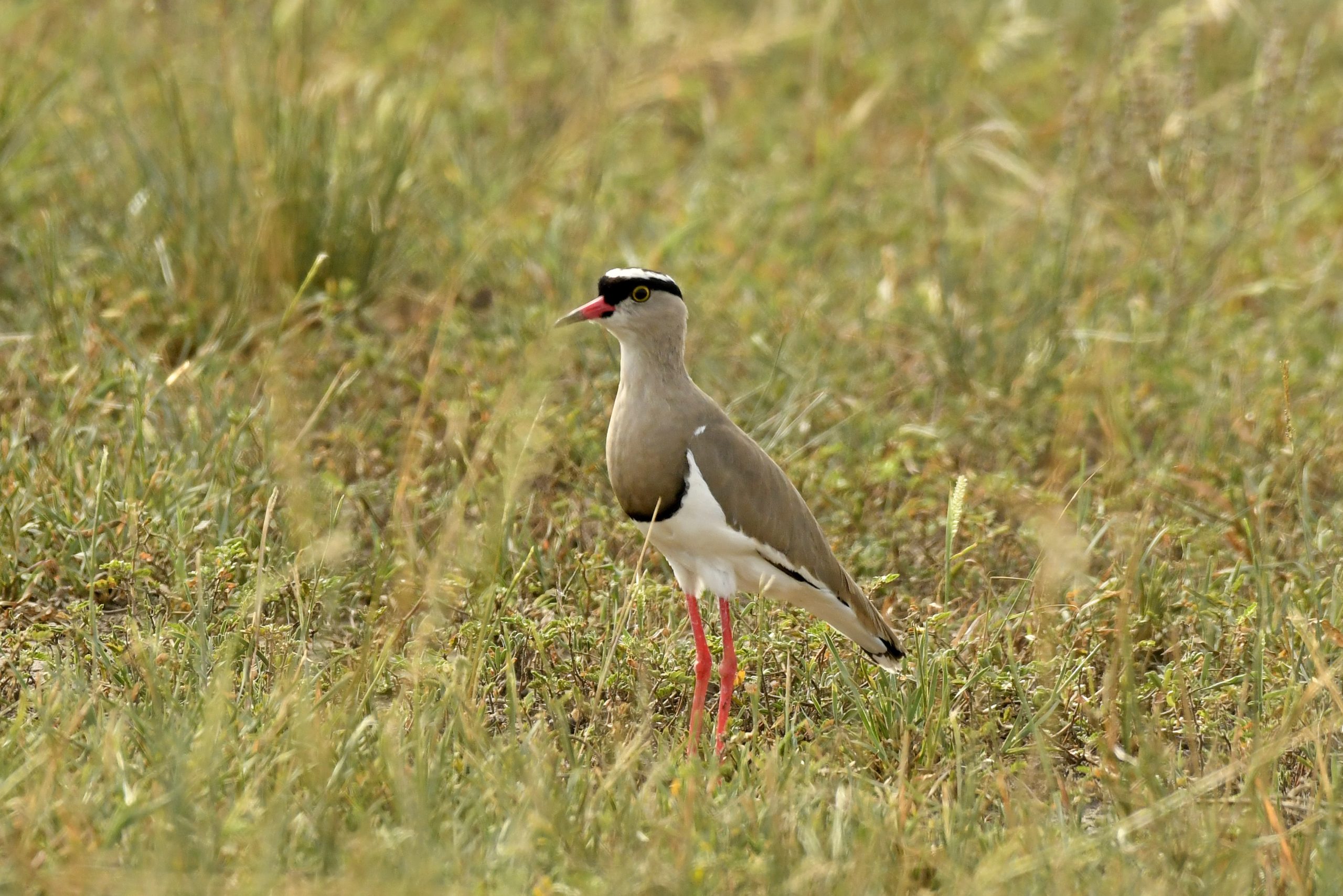 9 Days Birding Uganda Rwanda Safari