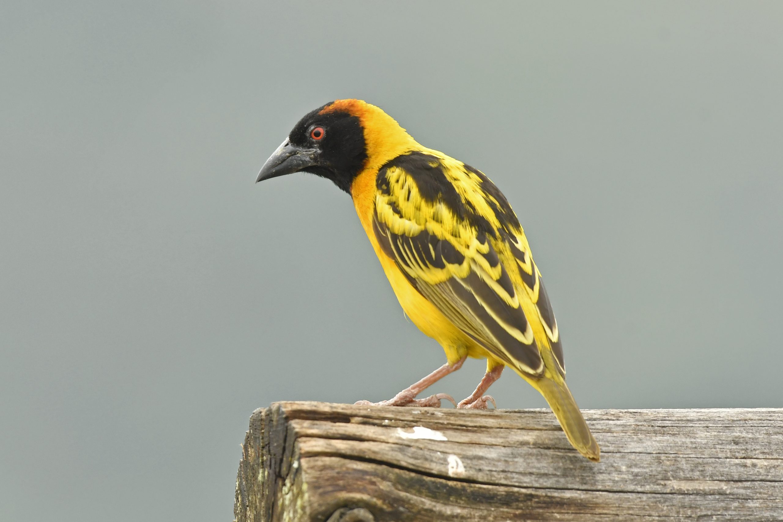 5 Days Uganda Birding Tour Western Circuit