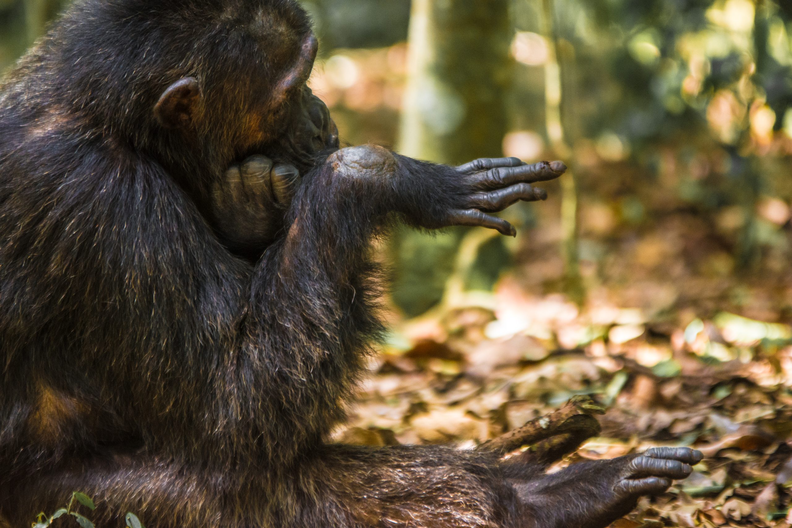 9 Days Cultural and Chimpanzee Safari Uganda