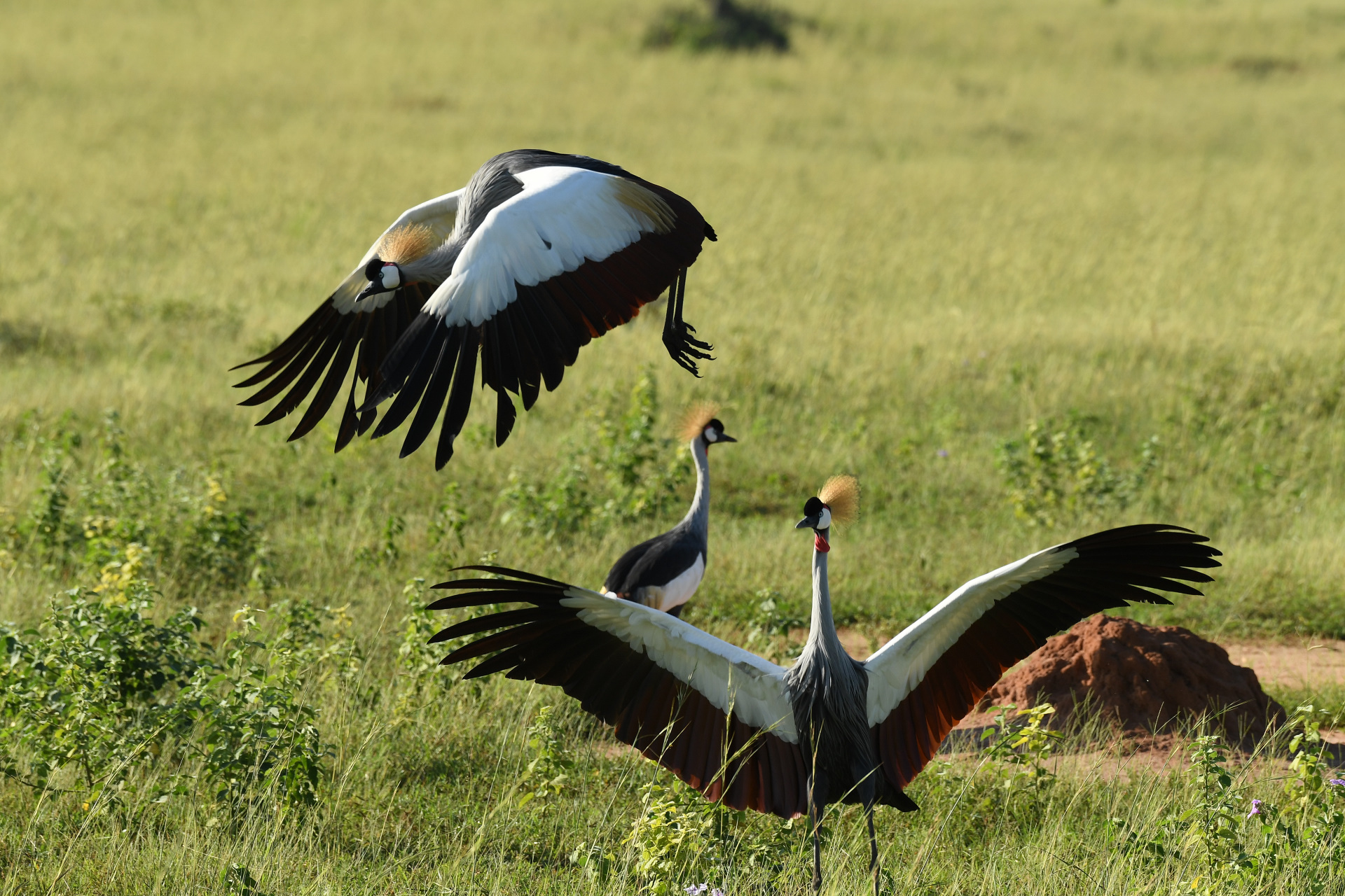 14 Days Bird Watching Uganda Expedition