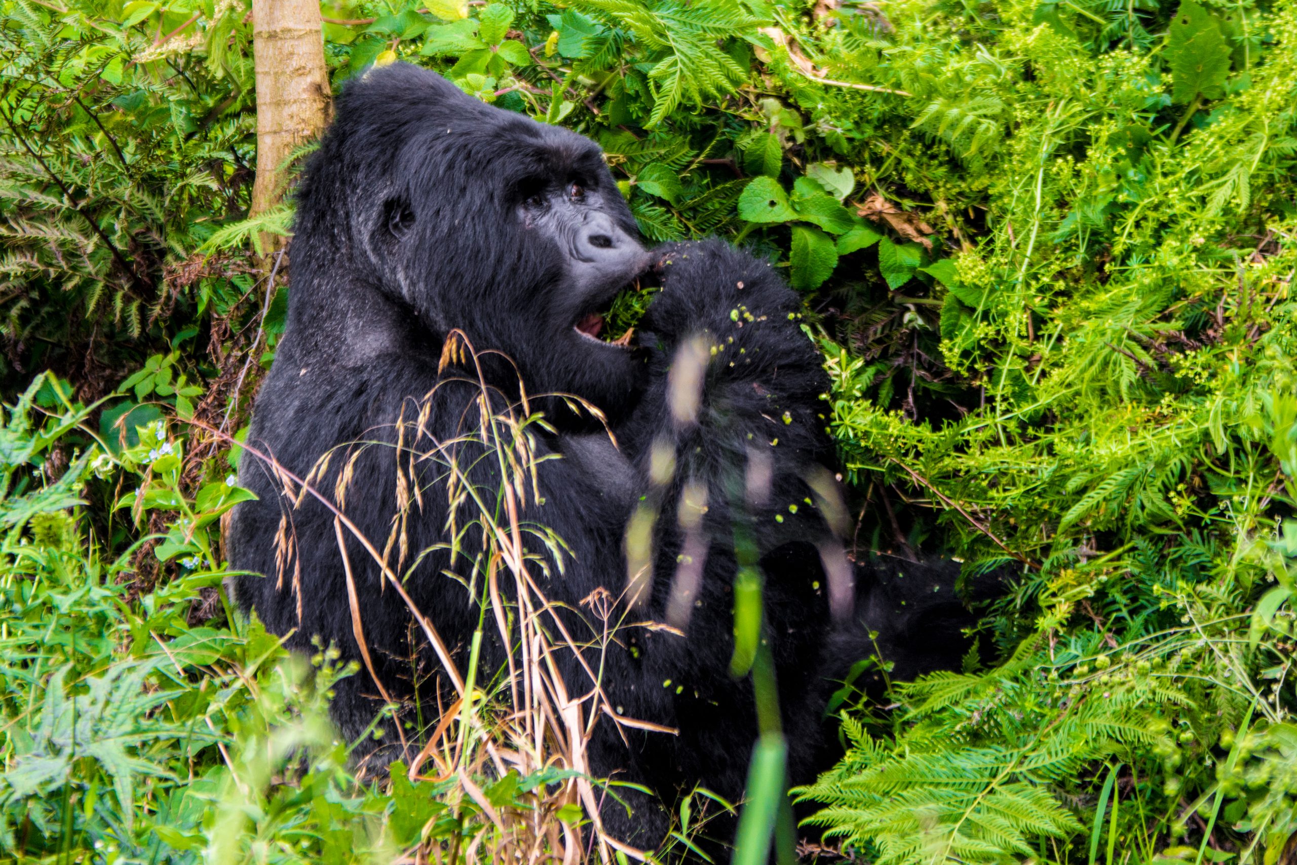 5 Days Birding and Gorilla Trekking Uganda