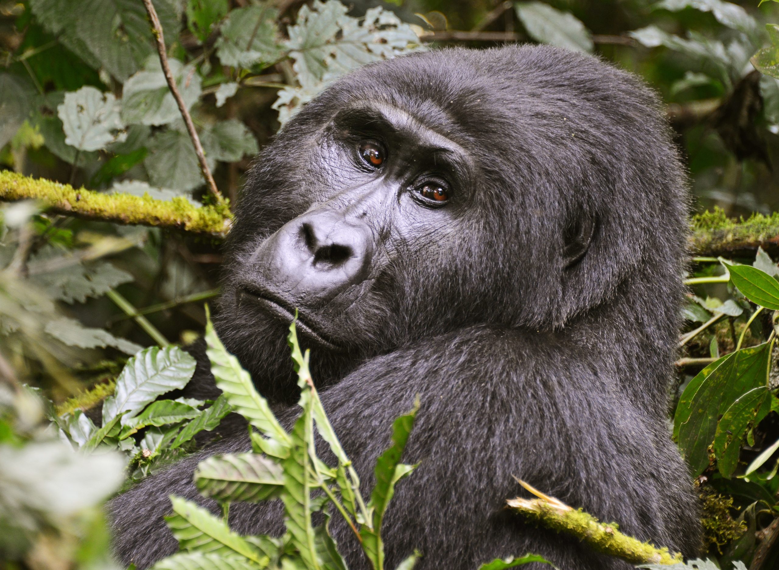 6 Days Birding and Gorilla Safari Bwindi