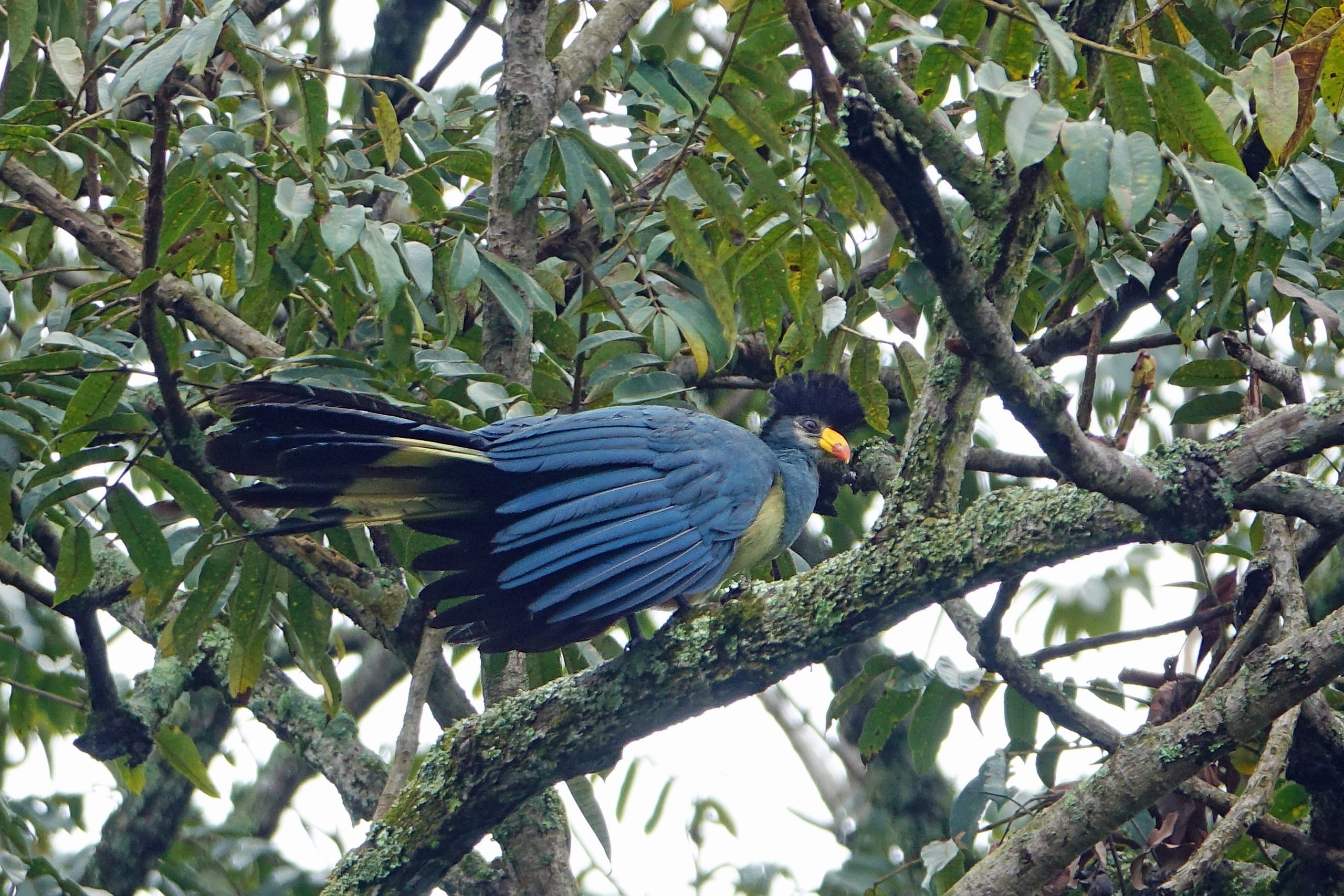 6 Days Birding Albertine Rift Safari