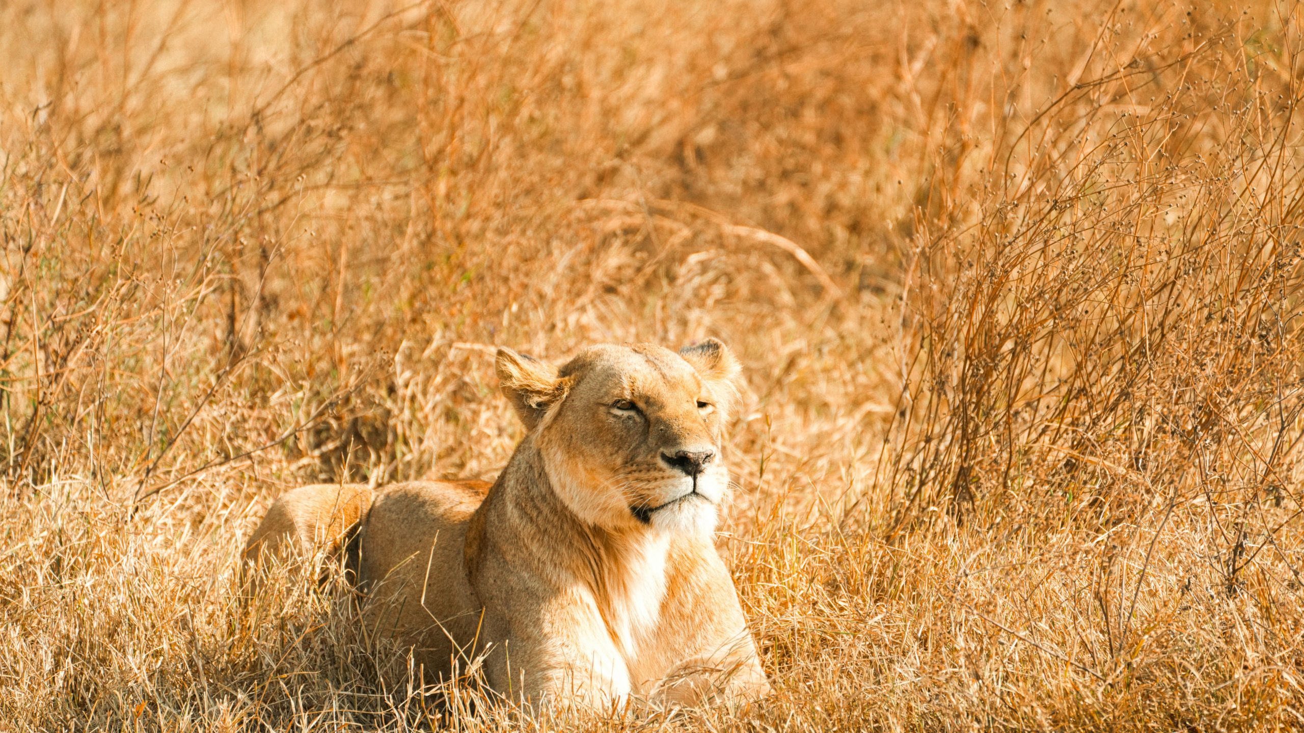 Kidepo Valley National Park Safari