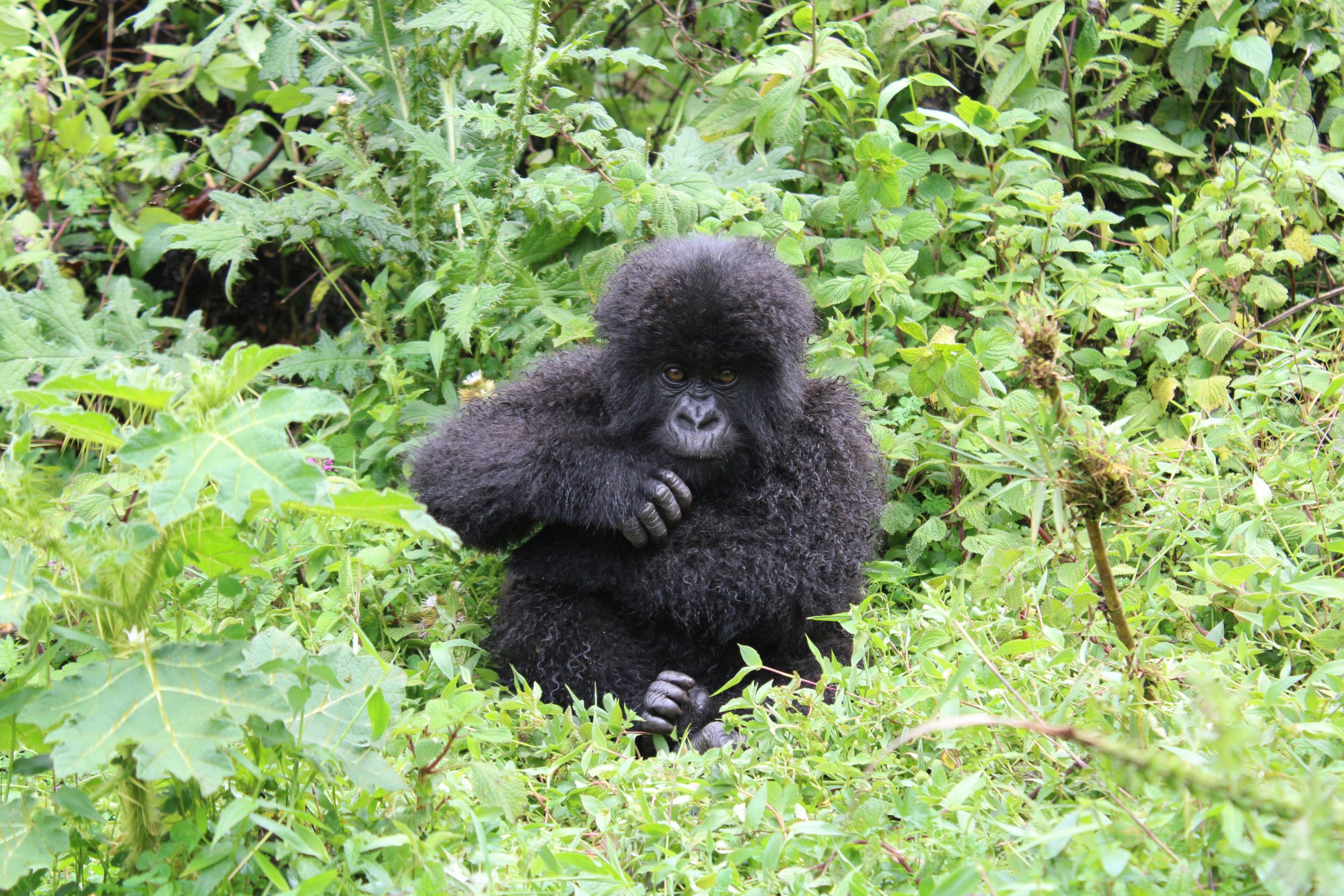 4 Days Cultural and Gorilla Safari Experience Uganda