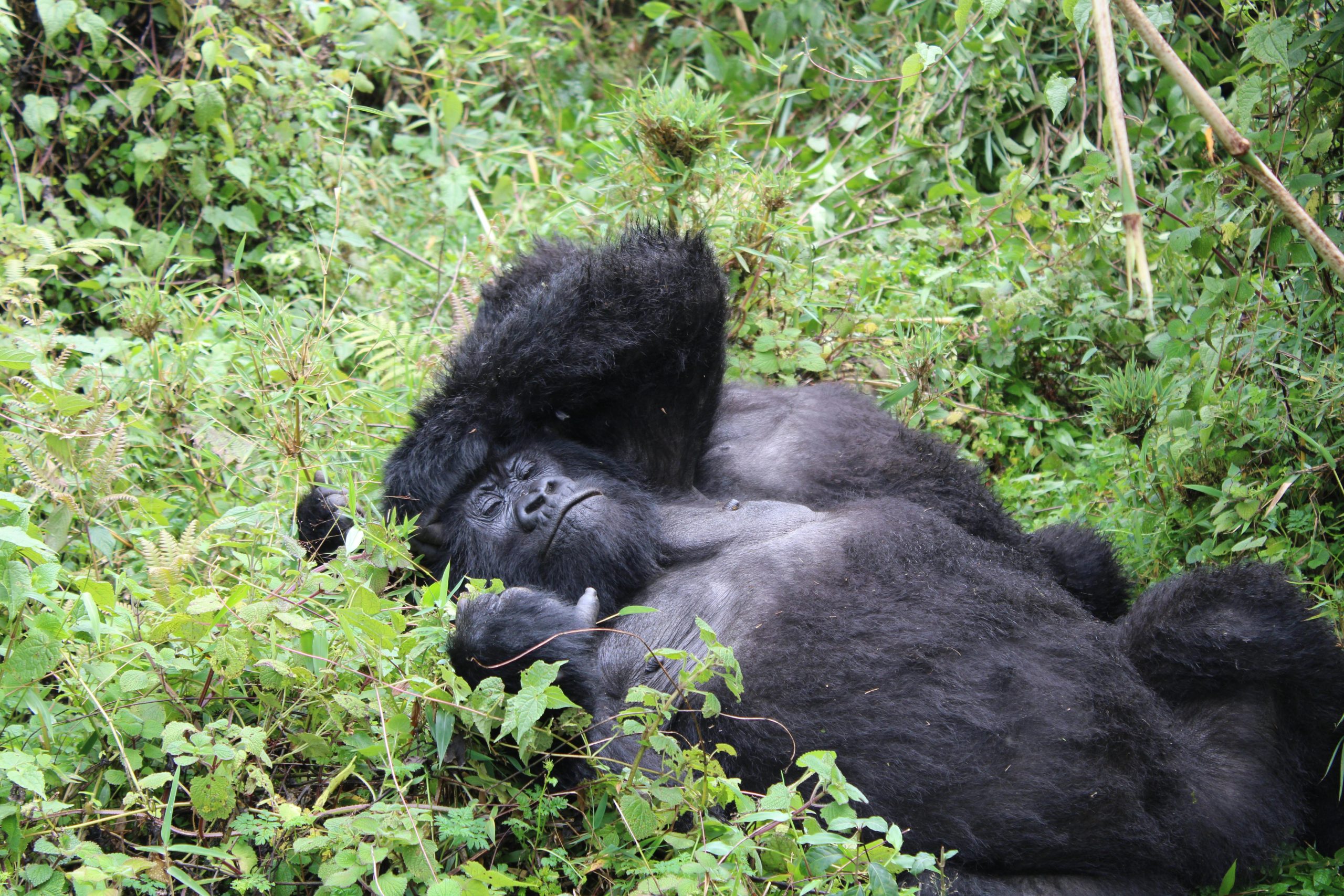 14 Days Birding and Gorilla Trekking Uganda