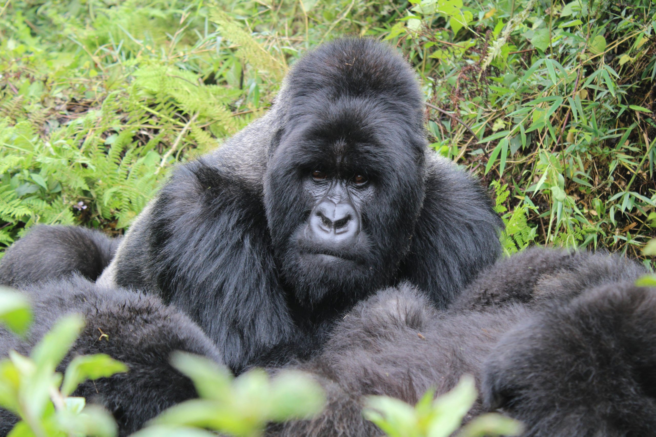 8 Days Wildlife and Primates Uganda Rwanda