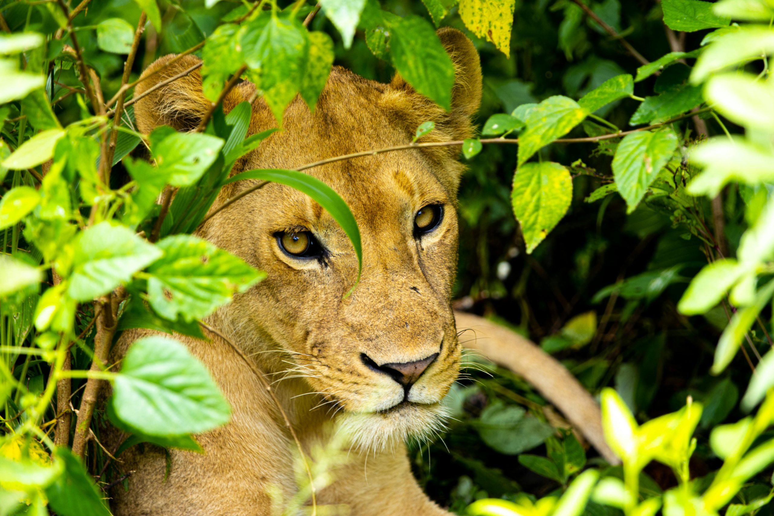 8 Days Uganda Rwanda Safari
