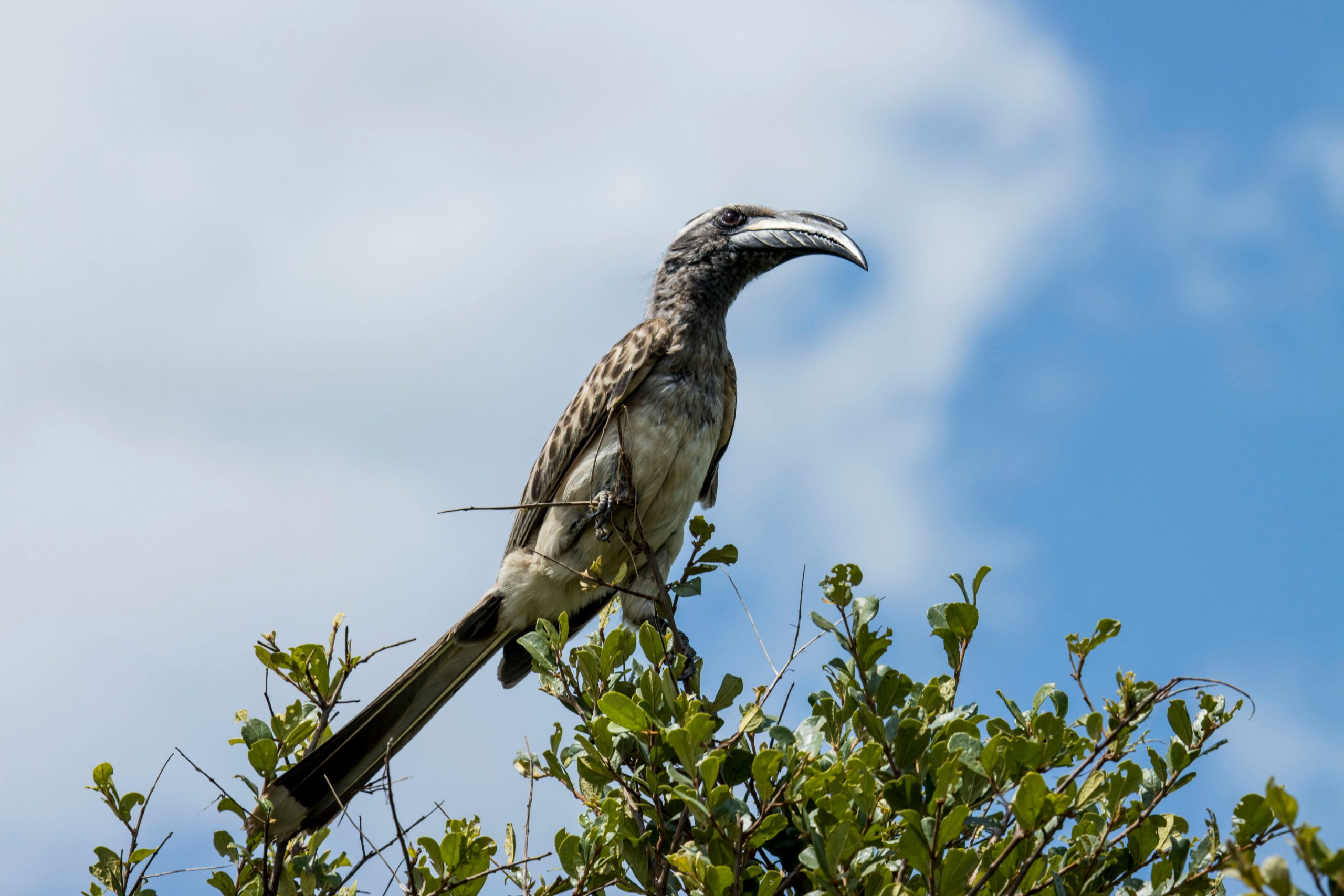 12 Days Bird Watching Uganda Itinerary