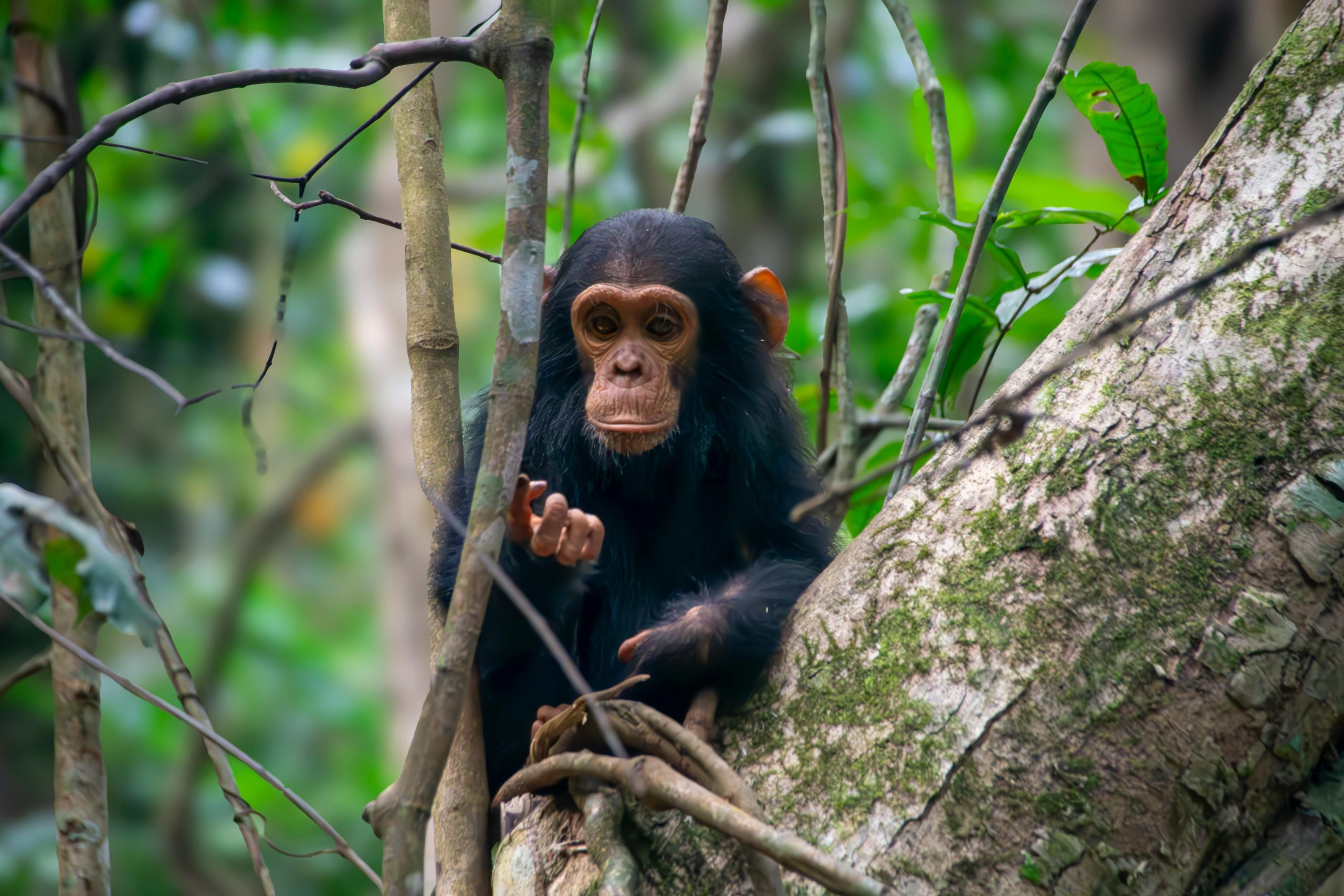 4 Days Birding and Chimpanzee Safari Uganda