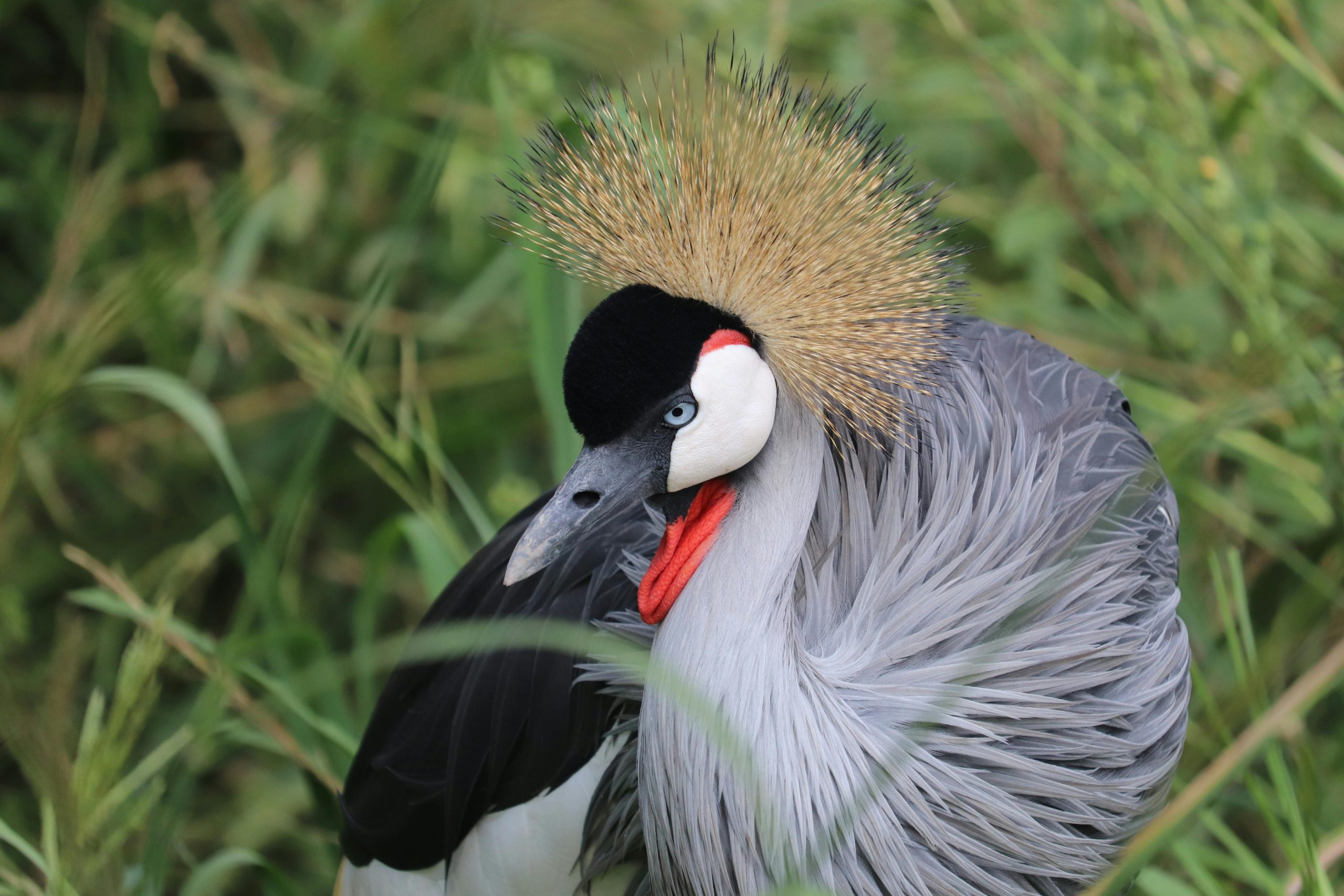14 Days Birding Safari Uganda