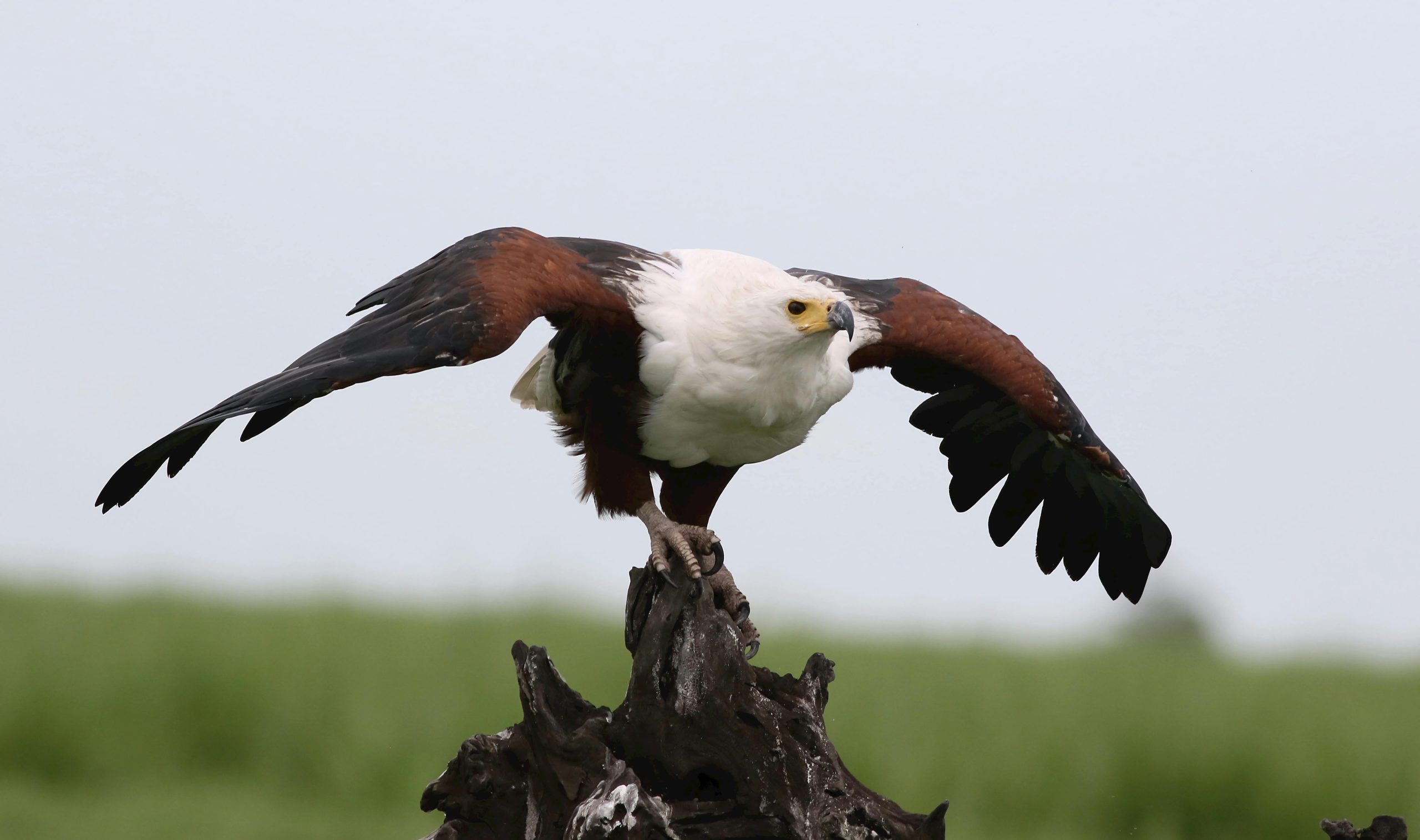 5 Days Birding Safari Queen Elizabeth National Park