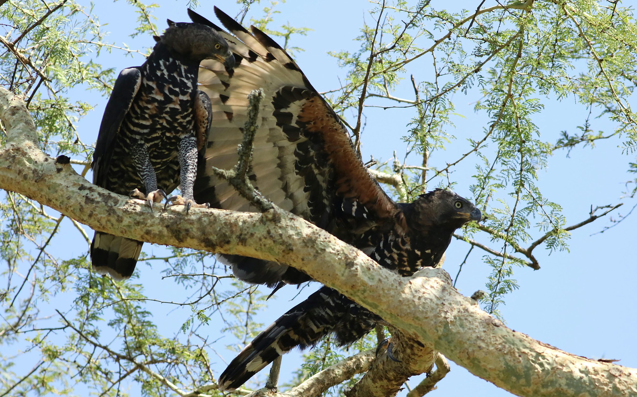4 Days Bird Watching Western Uganda
