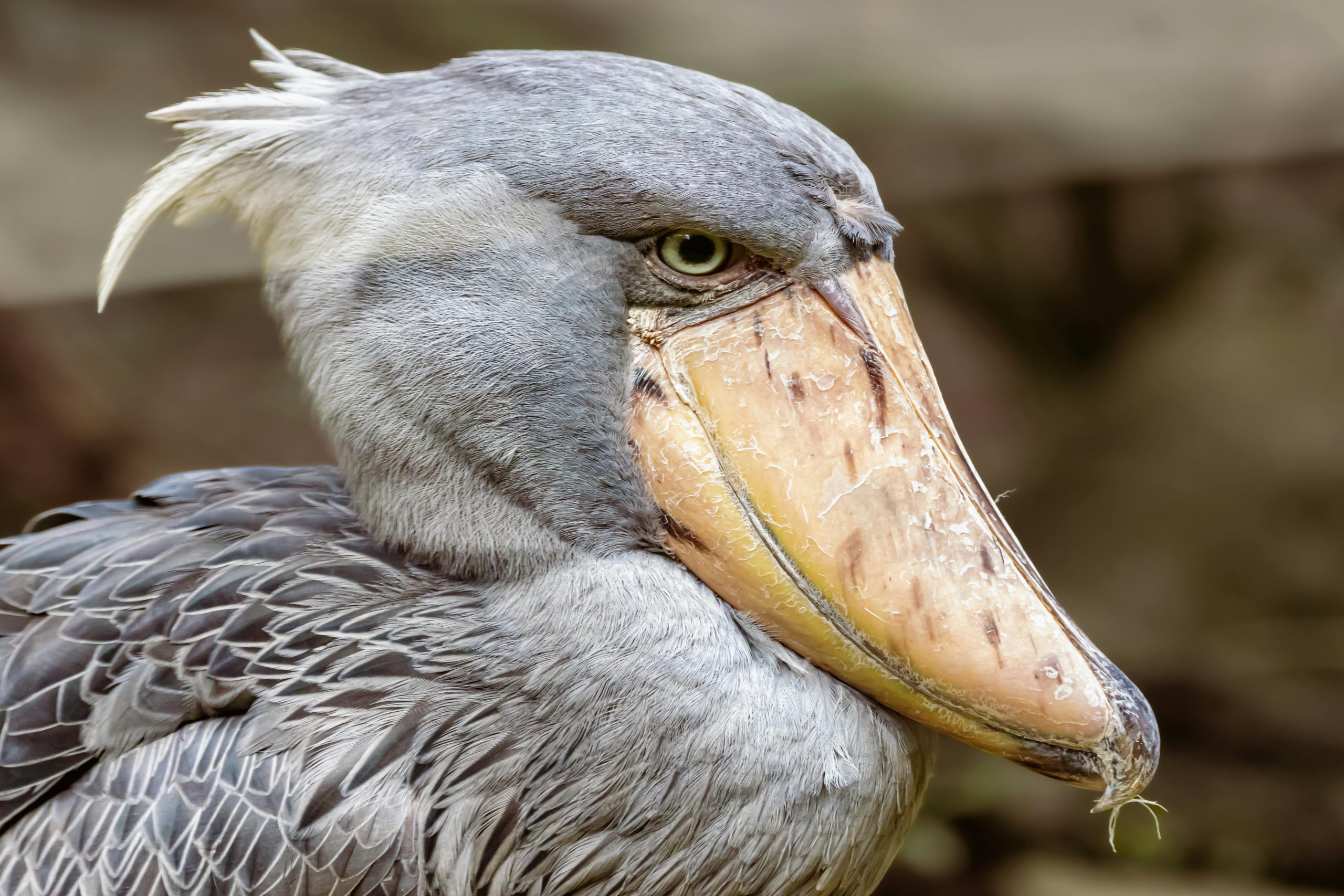Uganda Shoebill Safari
