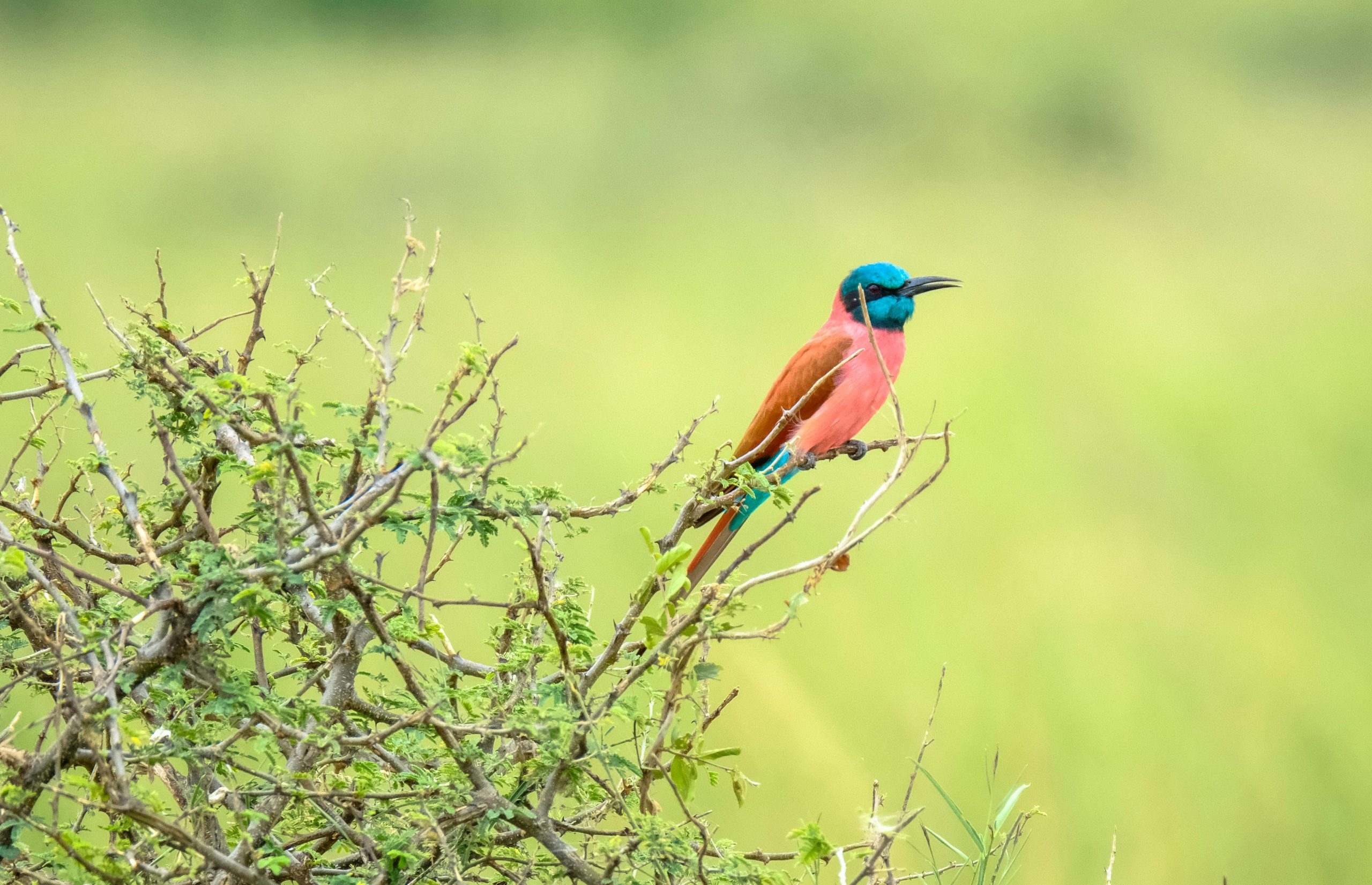 8 Days Rwanda Uganda Bird watching Tour